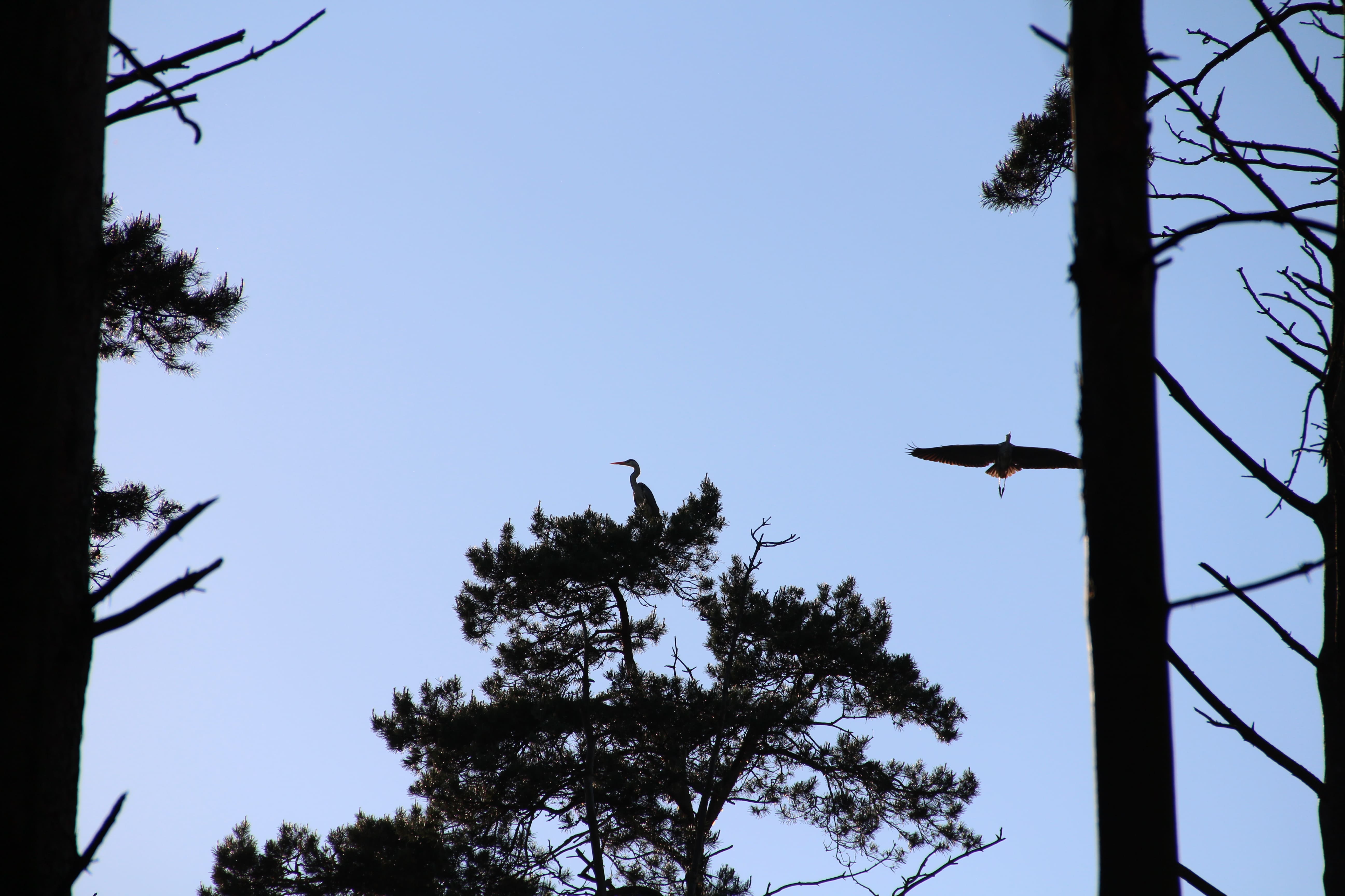 Заказник Цна и Змеиный камень с палатками, Московская область (7/29)