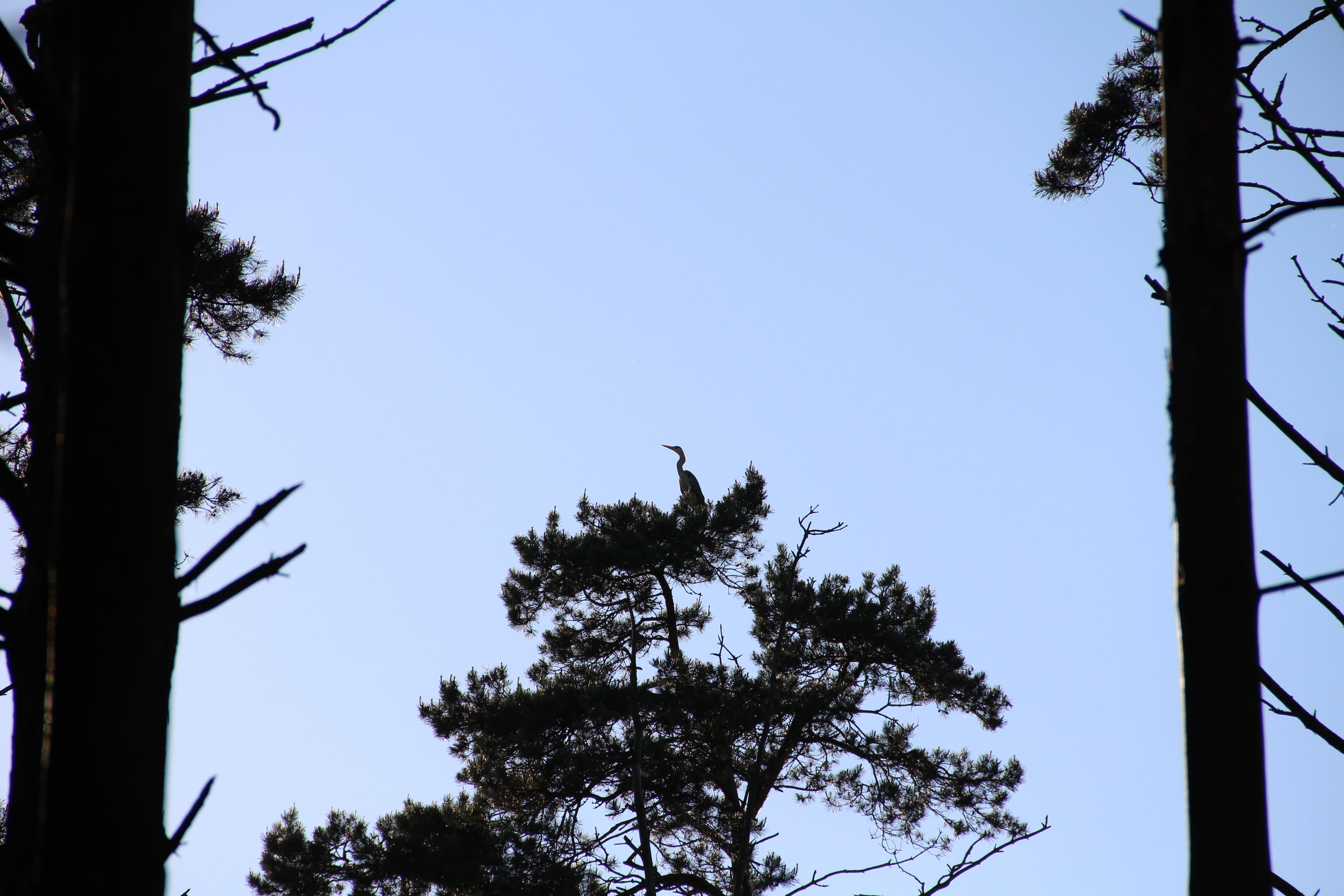 Заказник Цна и Змеиный камень с палатками, Московская область (8/29)