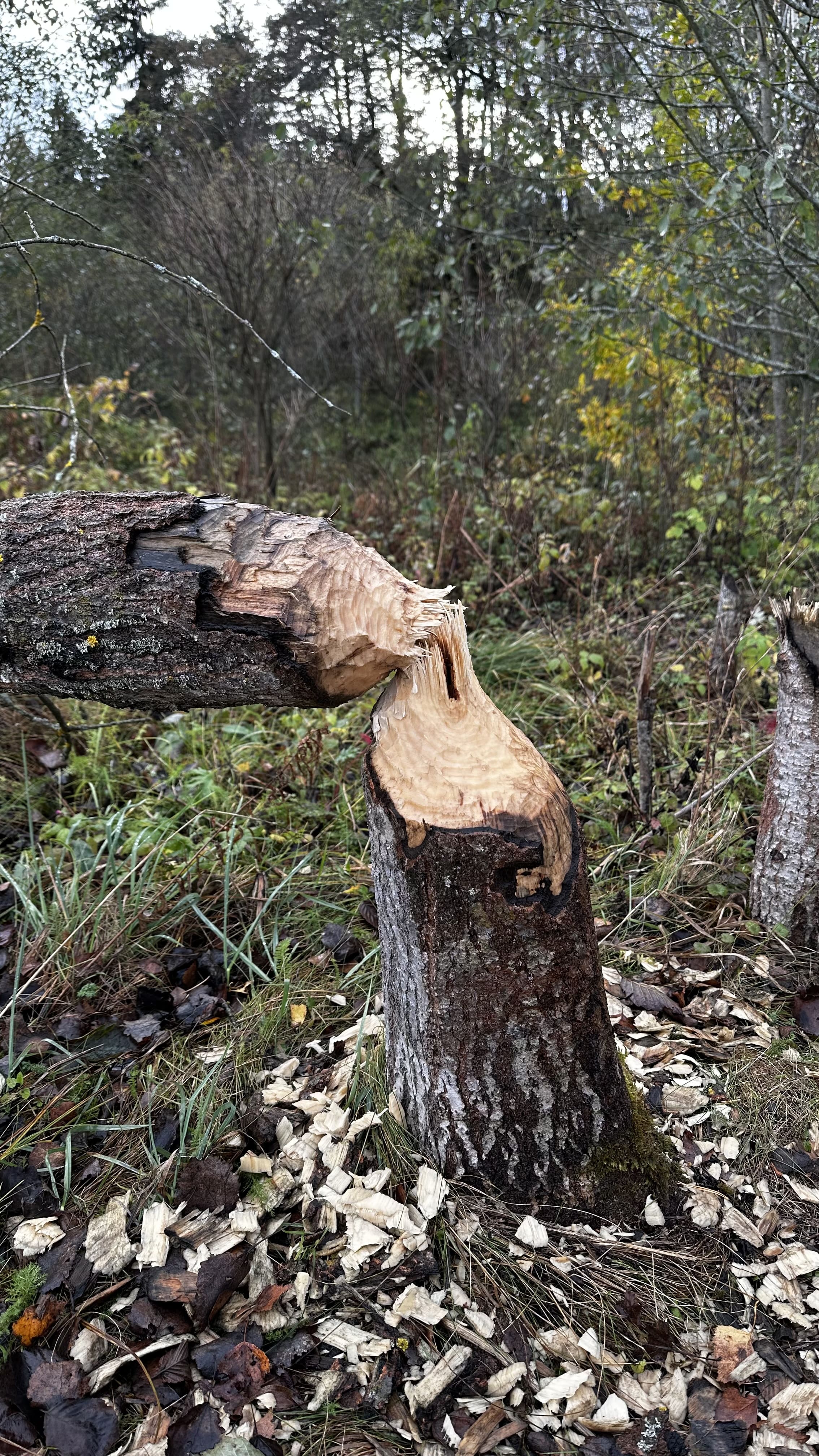 Заказник Цна и Змеиный камень с палатками, Московская область (21/29)