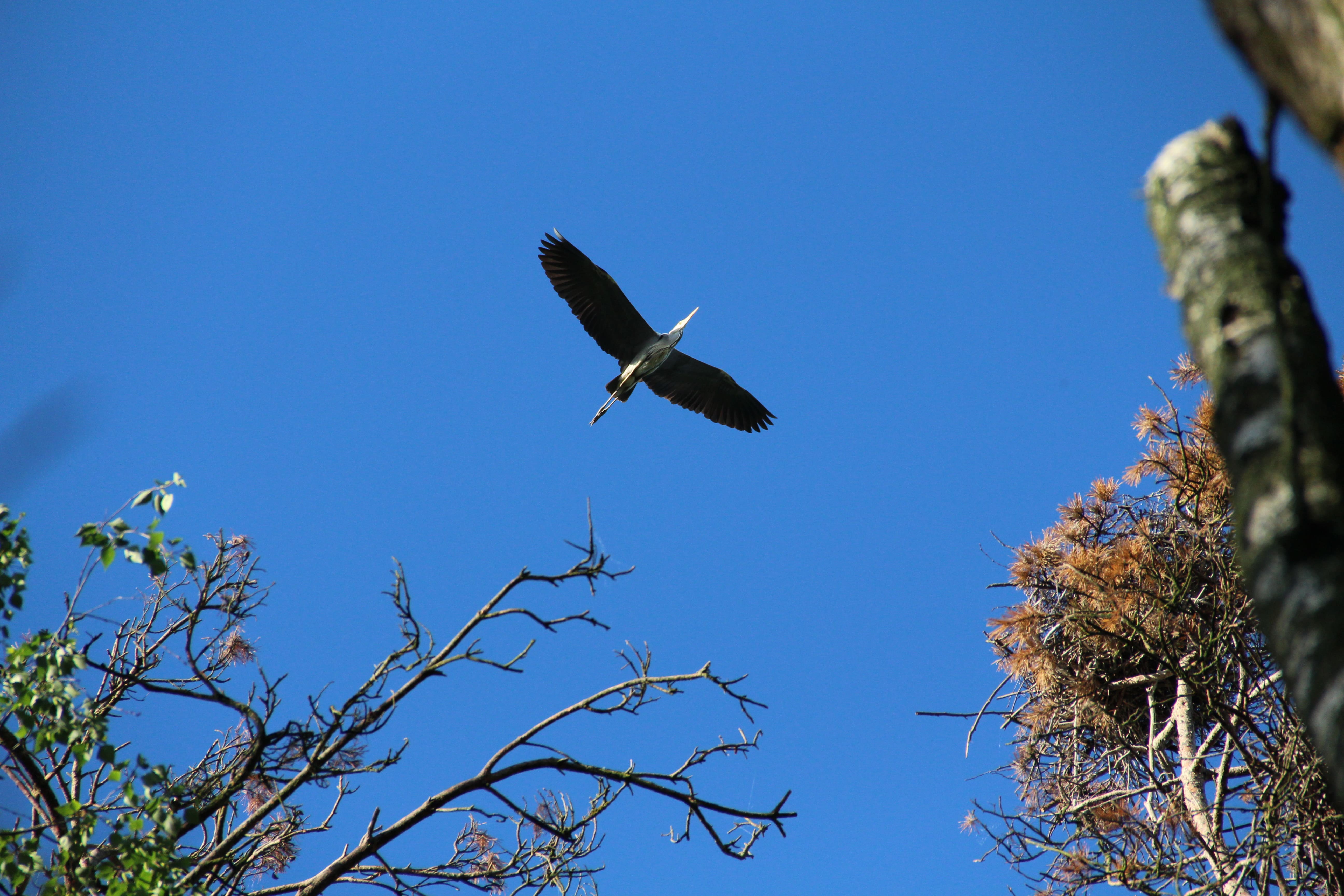 Заказник Цна и Змеиный камень с палатками, Московская область (2/29)