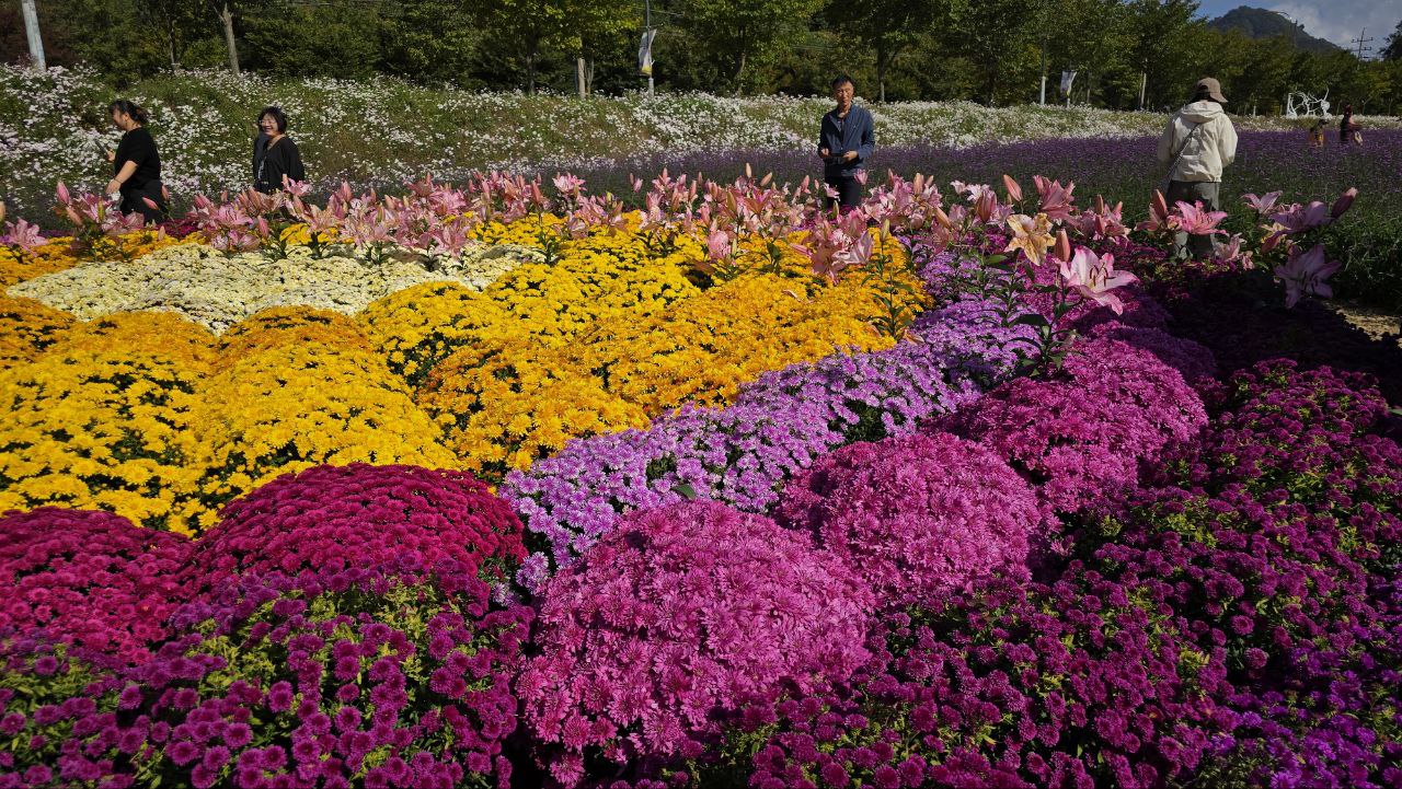 Сезон красных кленов в Сеуле (7/16)