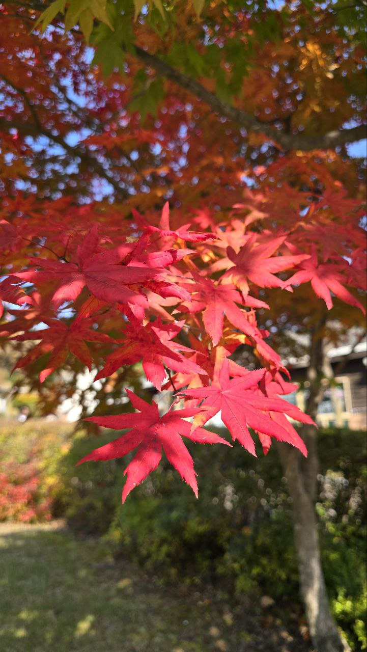Осеннее путешествие Императора. Красные клены Сеула (3/14)