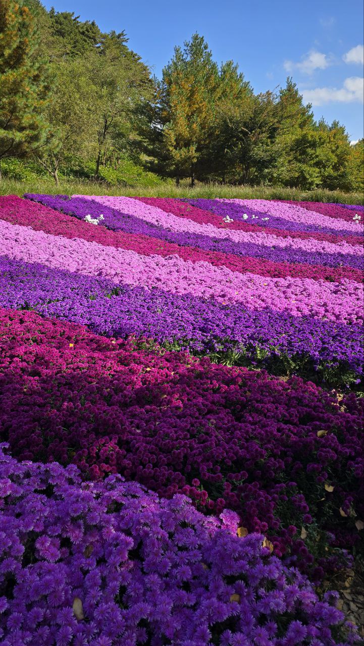 Осеннее путешествие Императора. Красные клены Сеула (7/14)