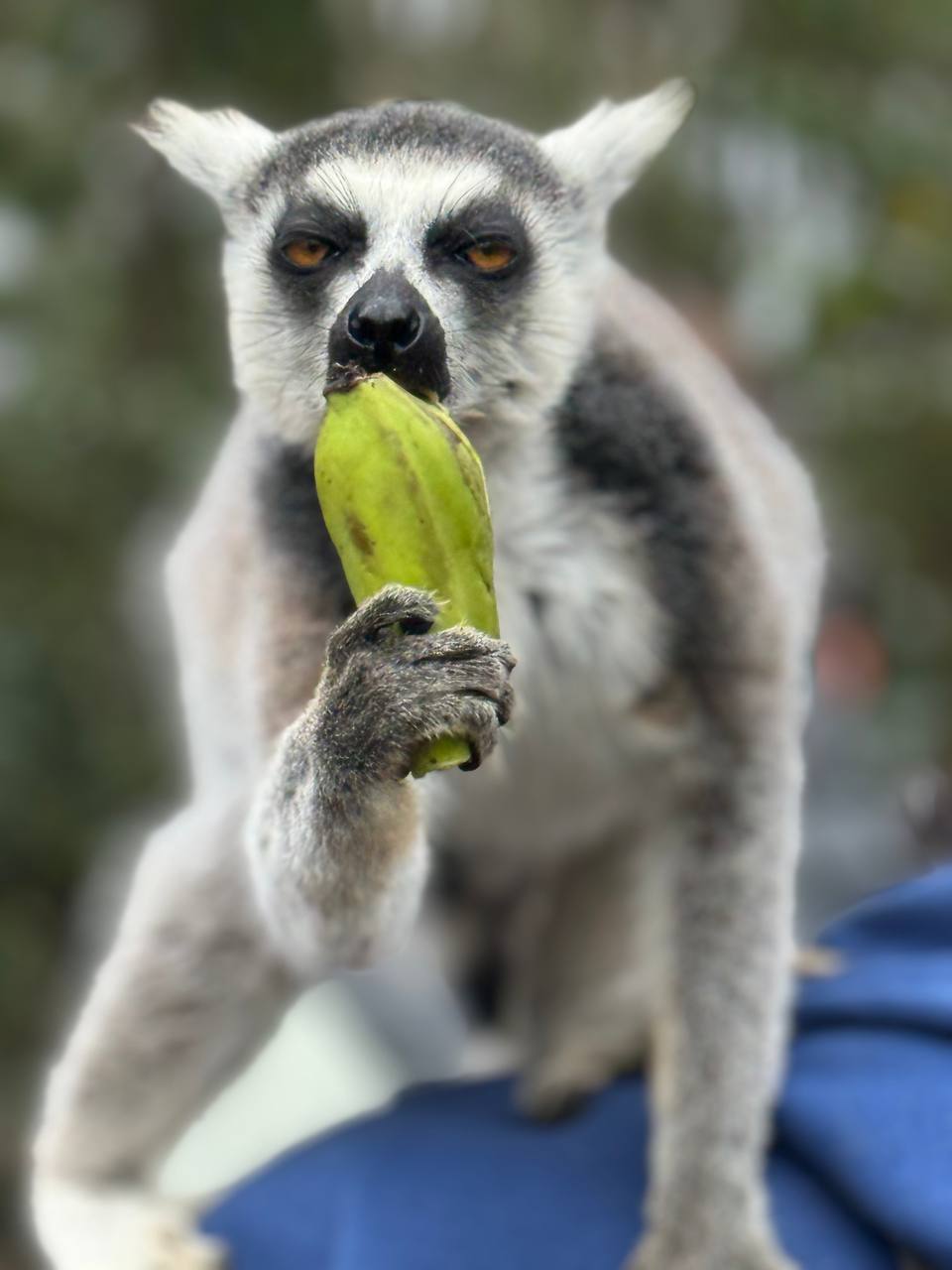 Лемуры Мадагаскара И Райский Остров Нуси-Бе (6/7)