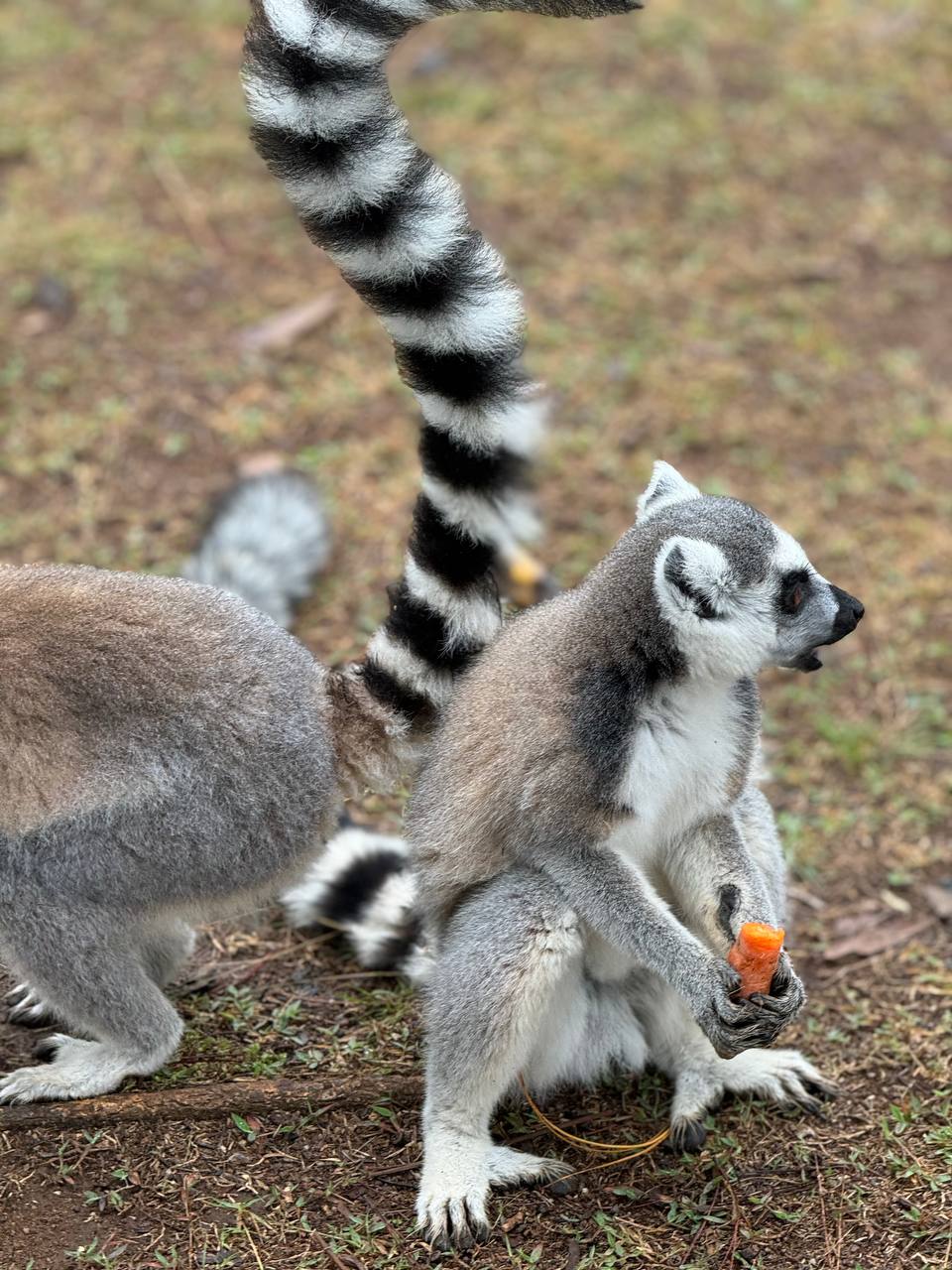 7 дней Экспедиция в тропические леса Восточного Мадагаскара (6/57)