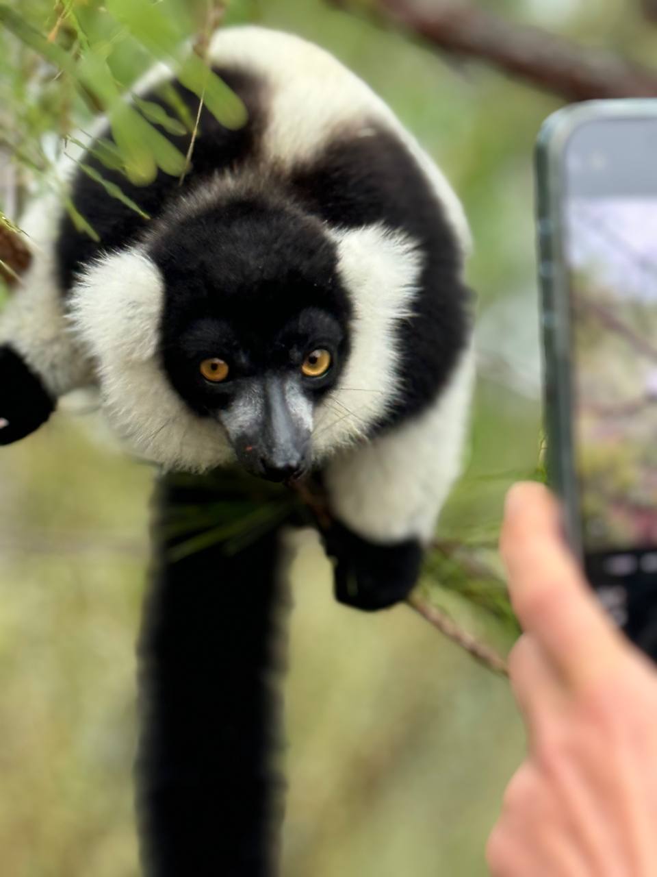 11 дней Цинги Бемараха и национальный парк Андасибе (4/42)