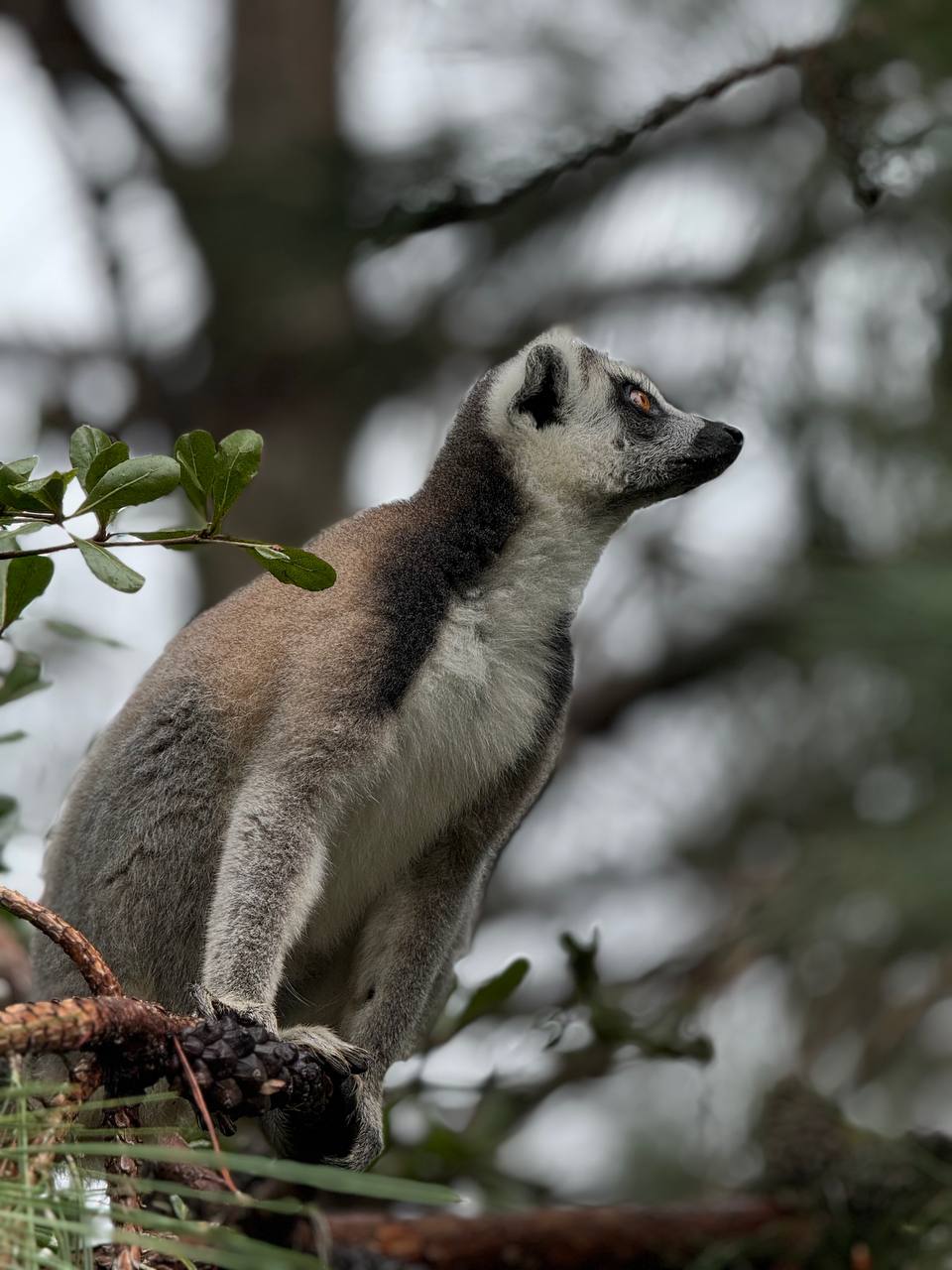 Лемуры Мадагаскара И Райский Остров Нуси-Бе (4/7)
