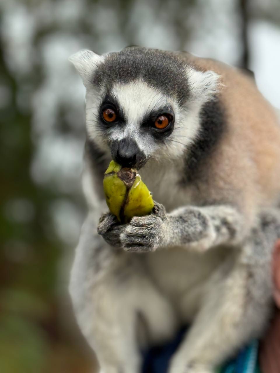 11 дней Цинги Бемараха и национальный парк Андасибе (5/42)