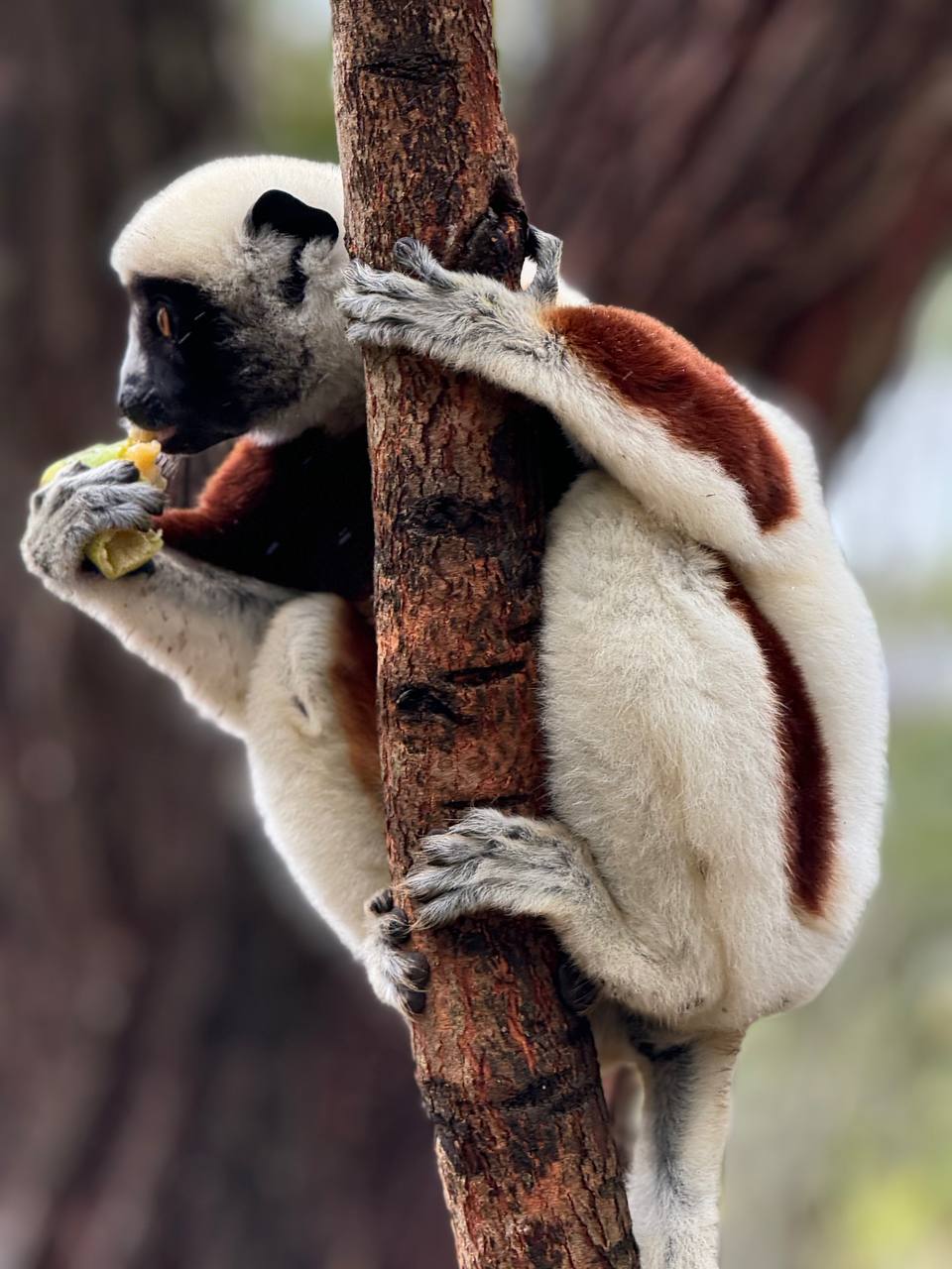 Цинги-де-Бемараха и национальный парк Андасибе