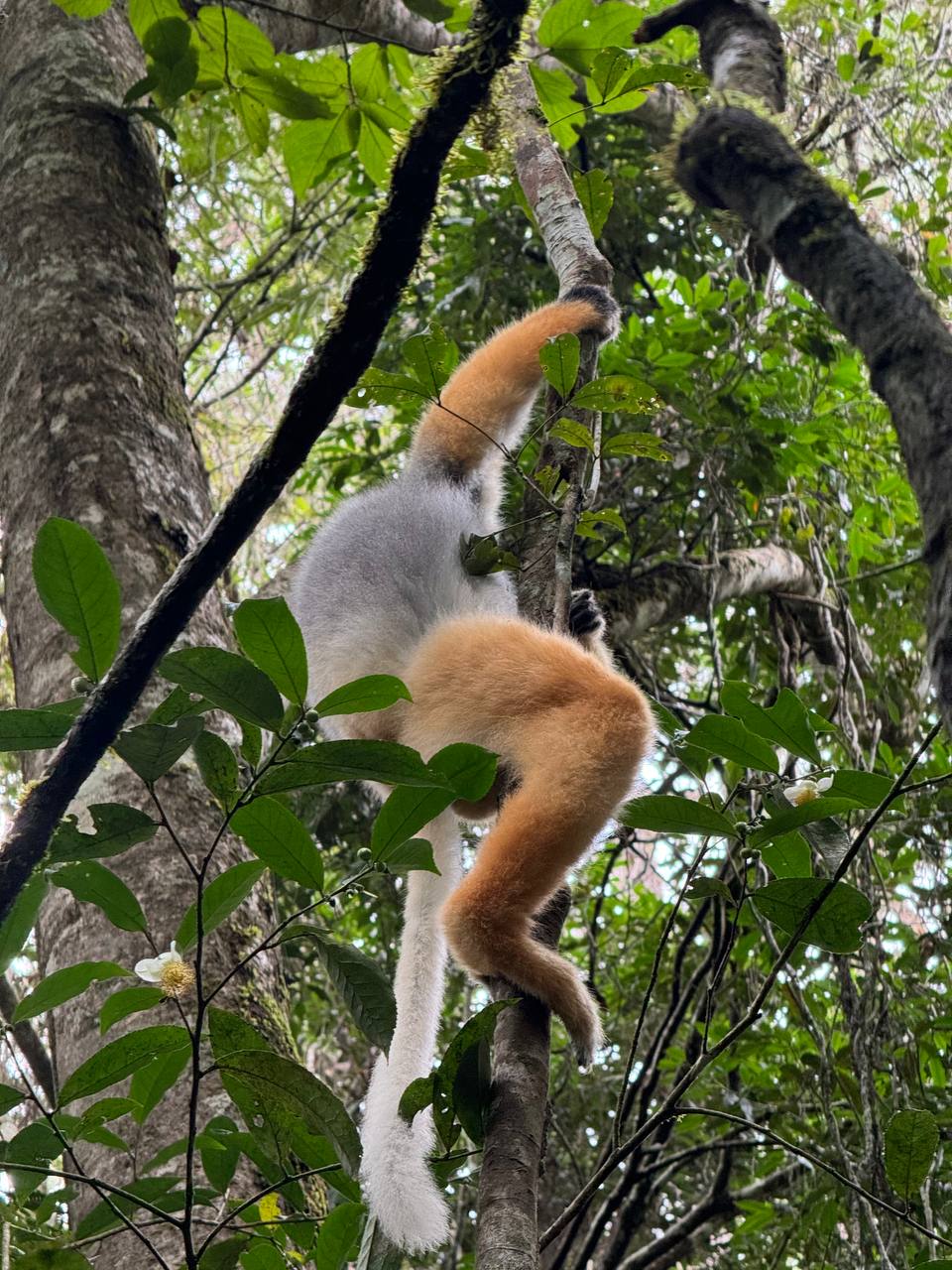 Лемуры Мадагаскара И Райский Остров Нуси-Бе (7/7)