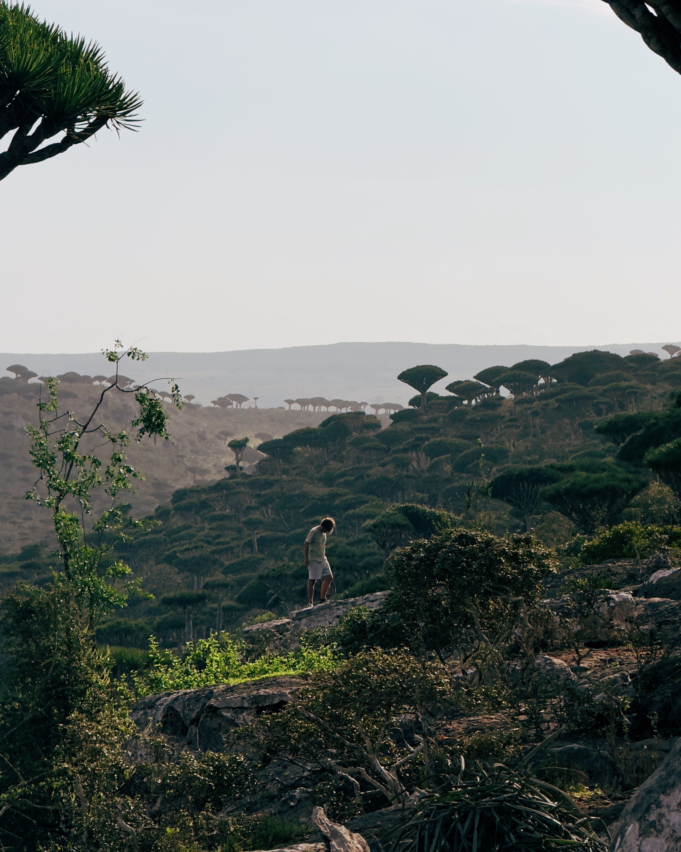 Перелет Сокотра - Абу Даби