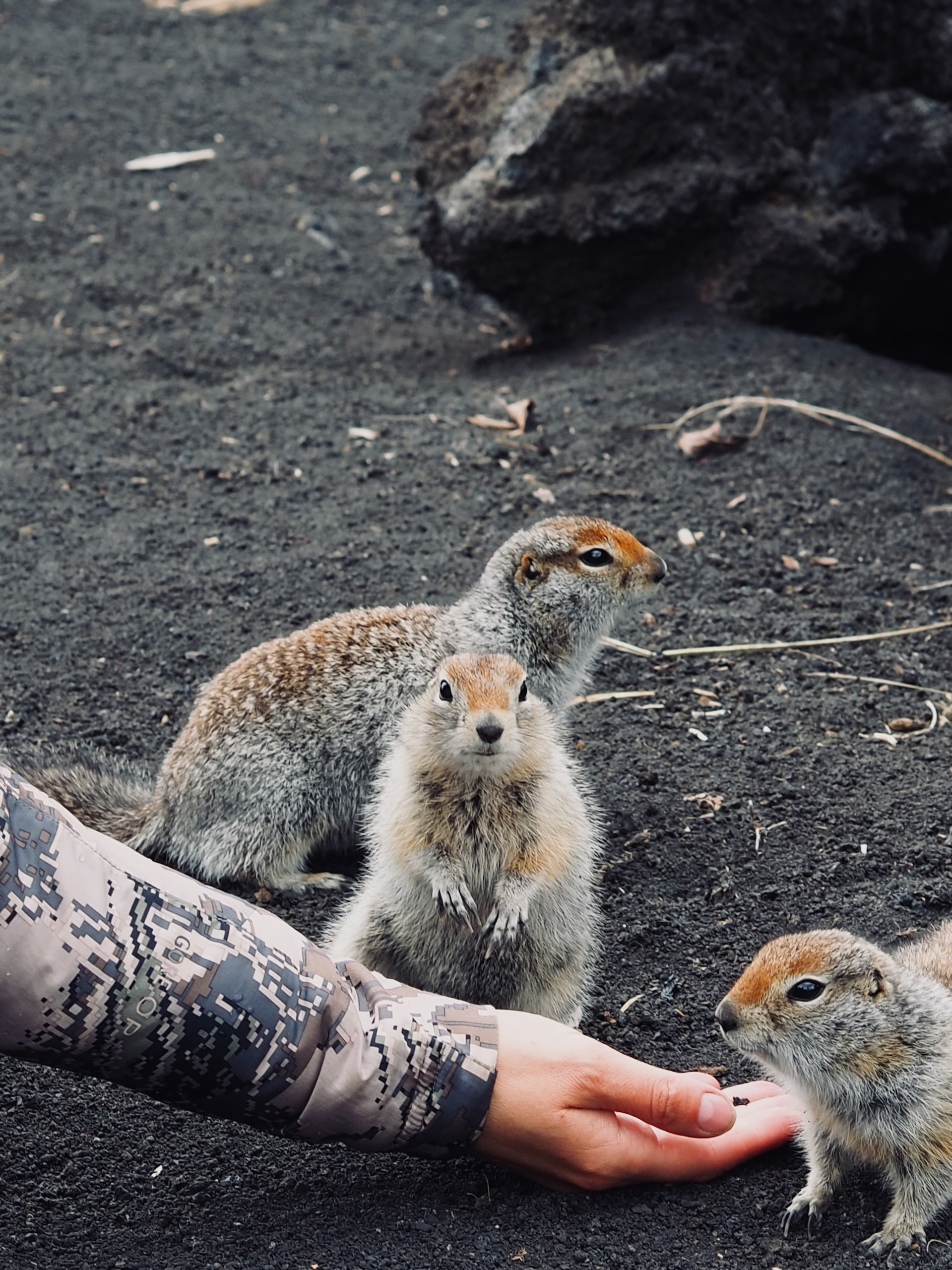 Камчатка: Горелый, Толбачик, 3 ночи на Халактырском пляже и серф (2/19)
