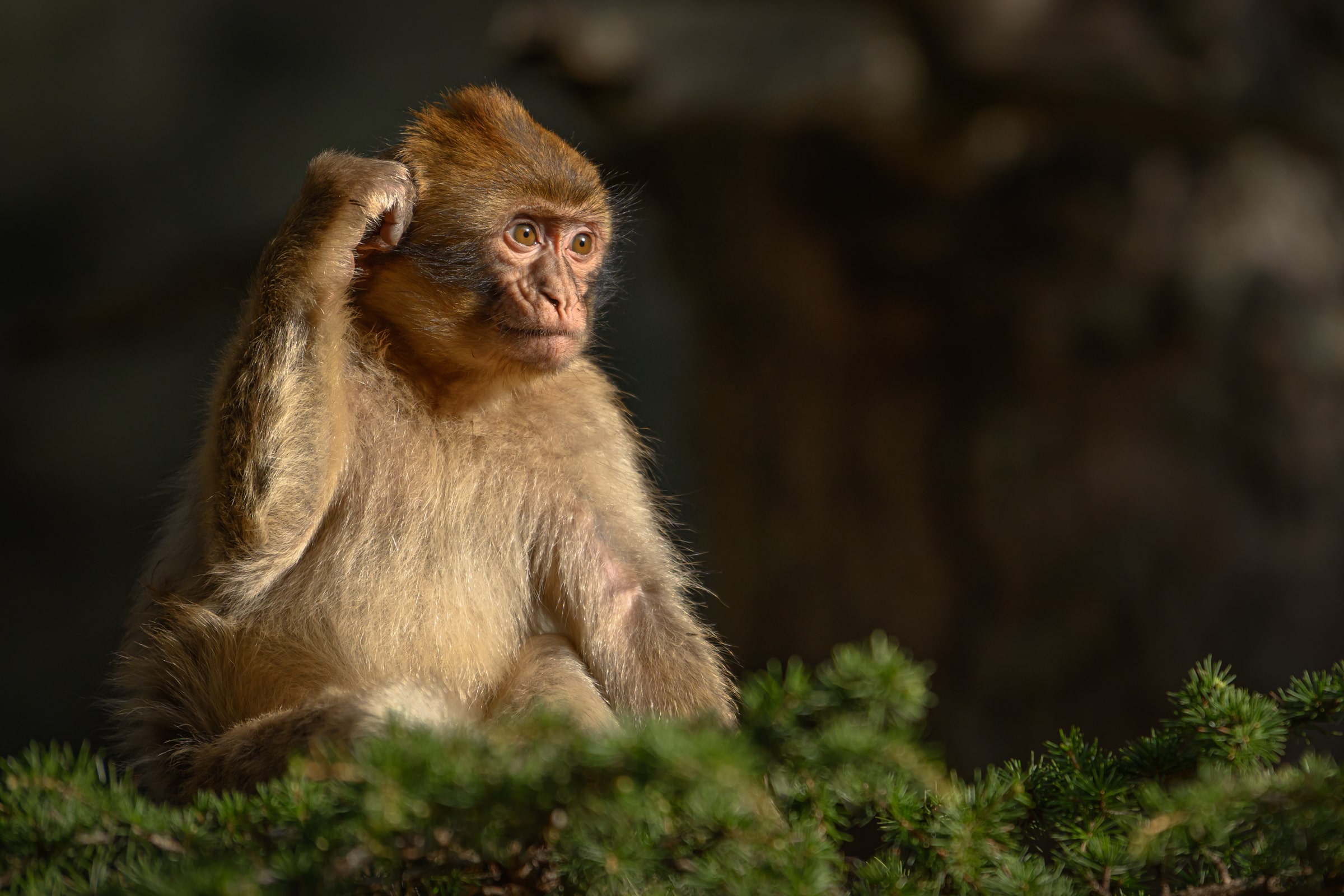 Марокко от океана до Сахары (36/87)