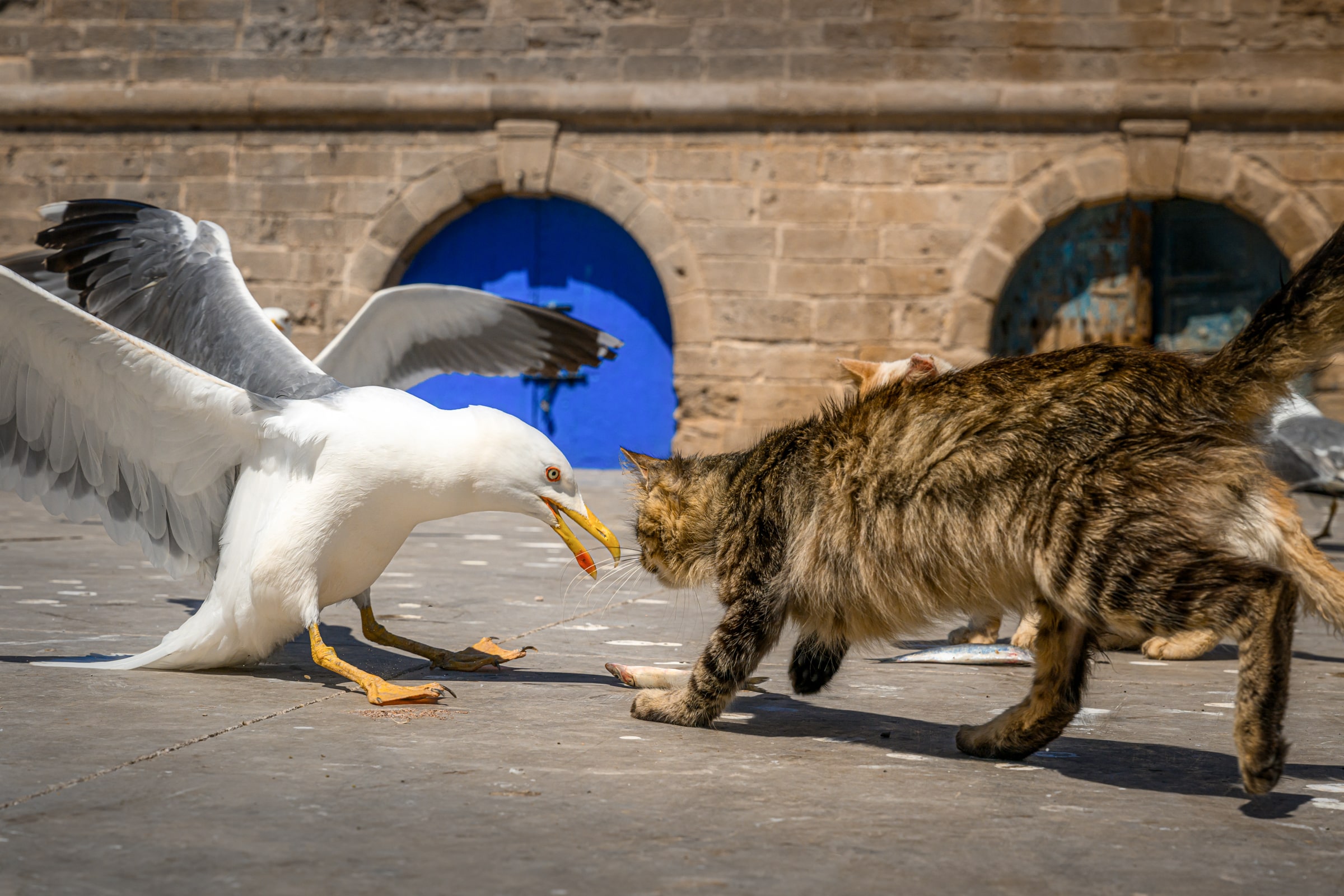 Марокко от океана до Сахары (20/87)