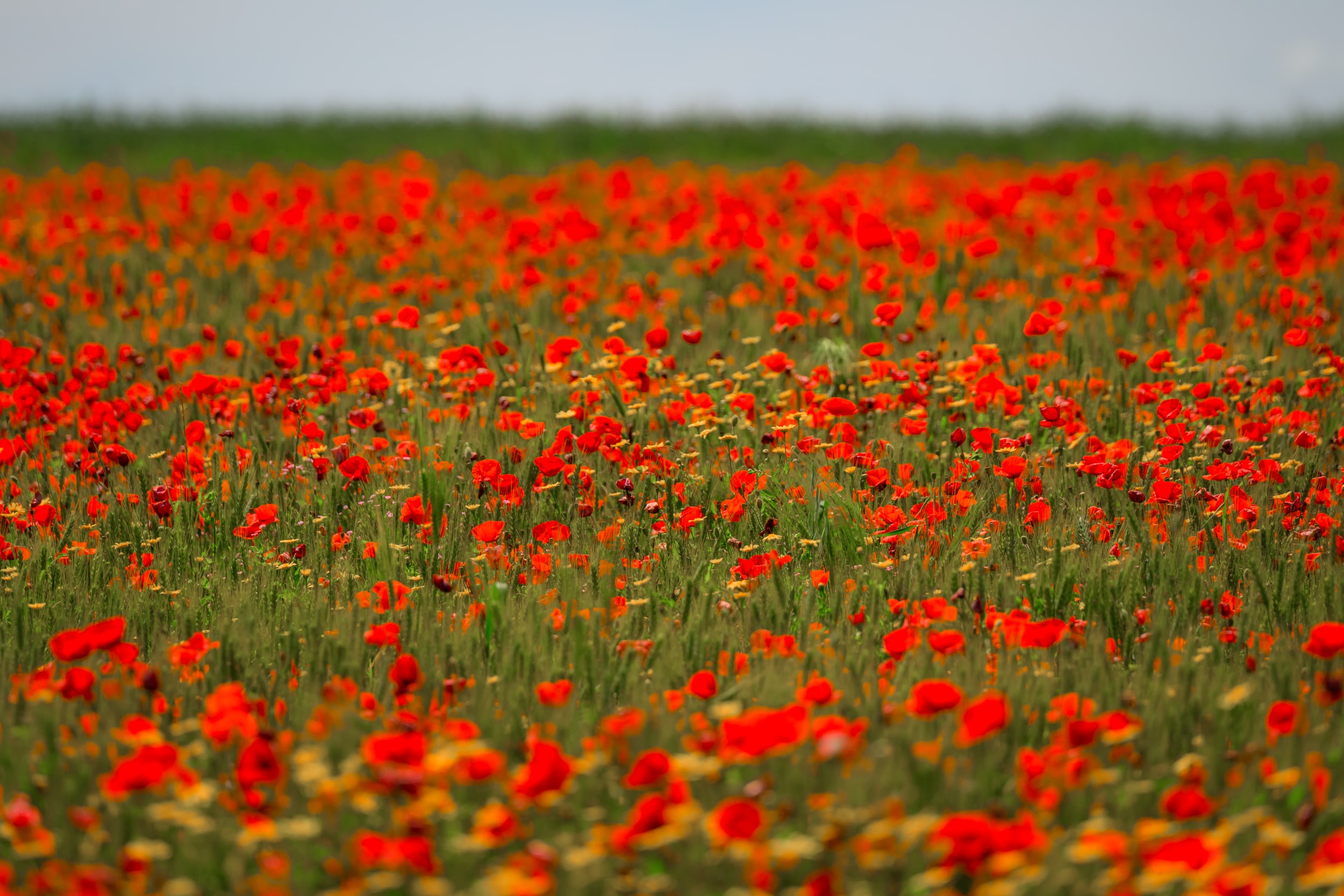 Марокко от океана до Сахары (13/87)