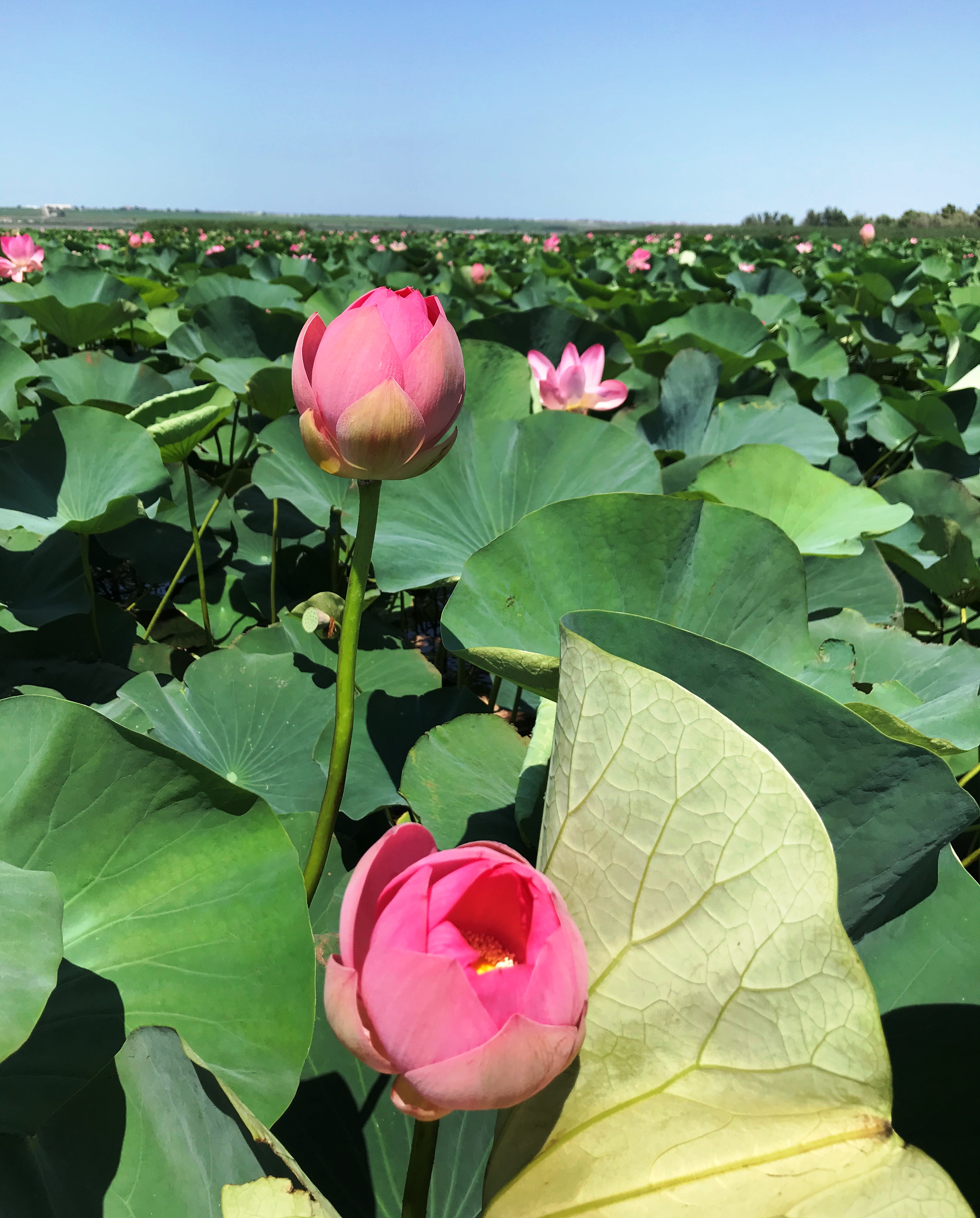 Вино и два моря: от Геленджика до Тамани - винный тур (3/38)