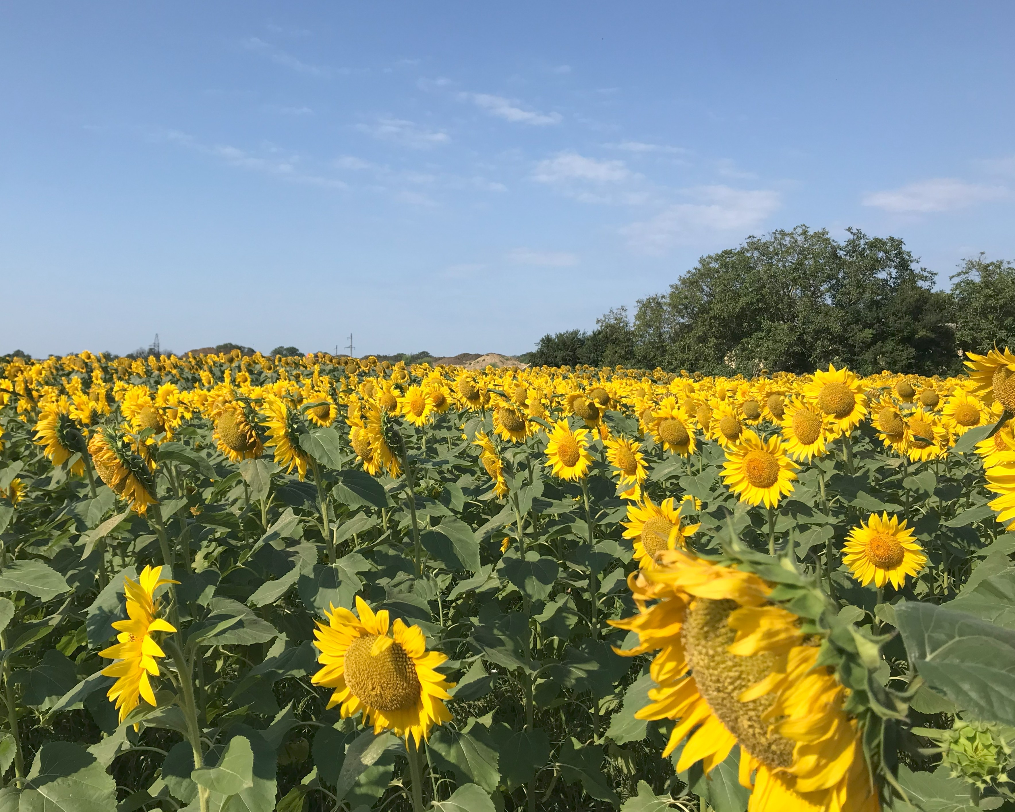 Вино и два моря: от Геленджика до Тамани - винный тур (9/38)