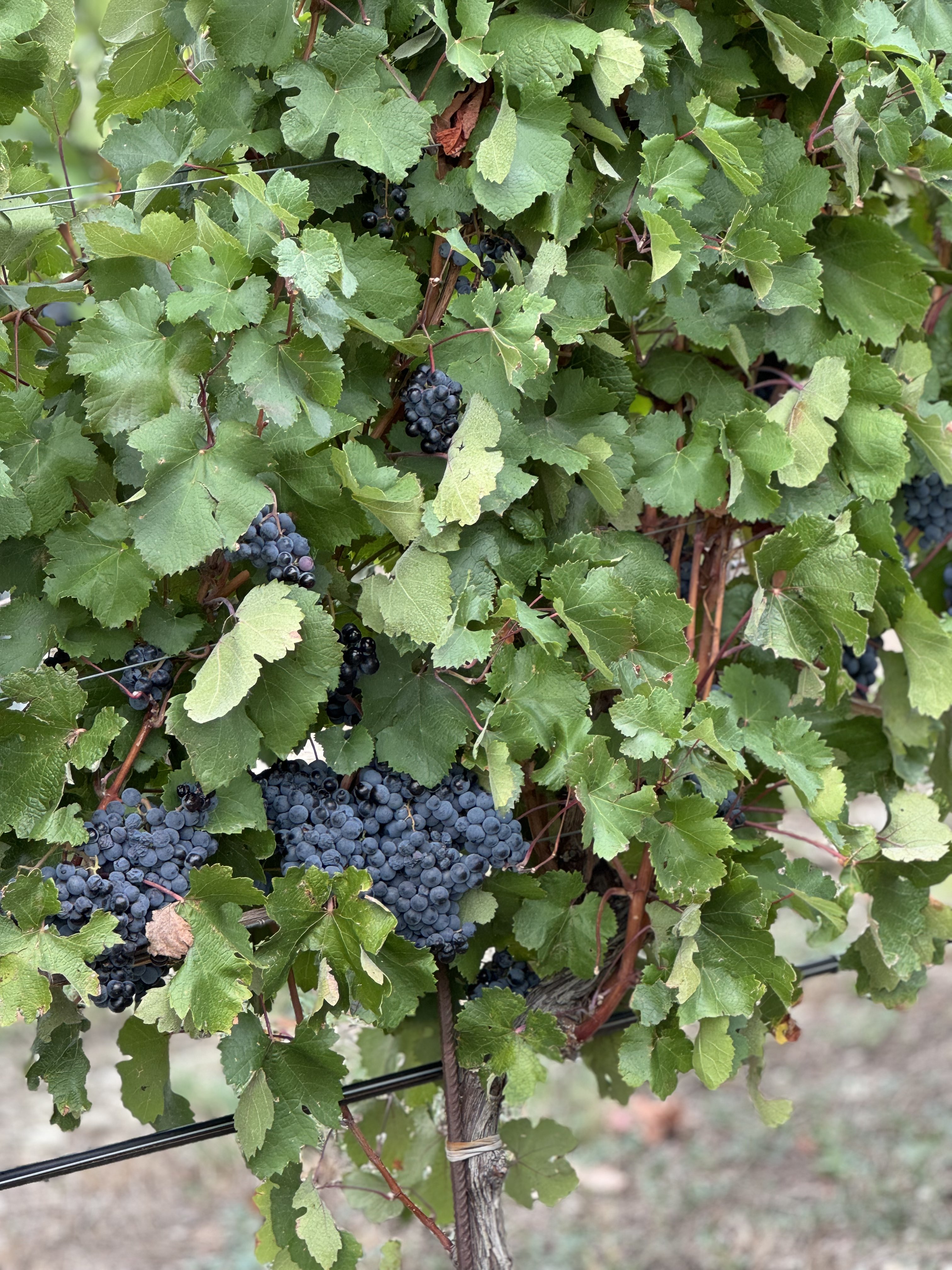 Вино и два моря: от Геленджика до Тамани - винный тур (16/38)