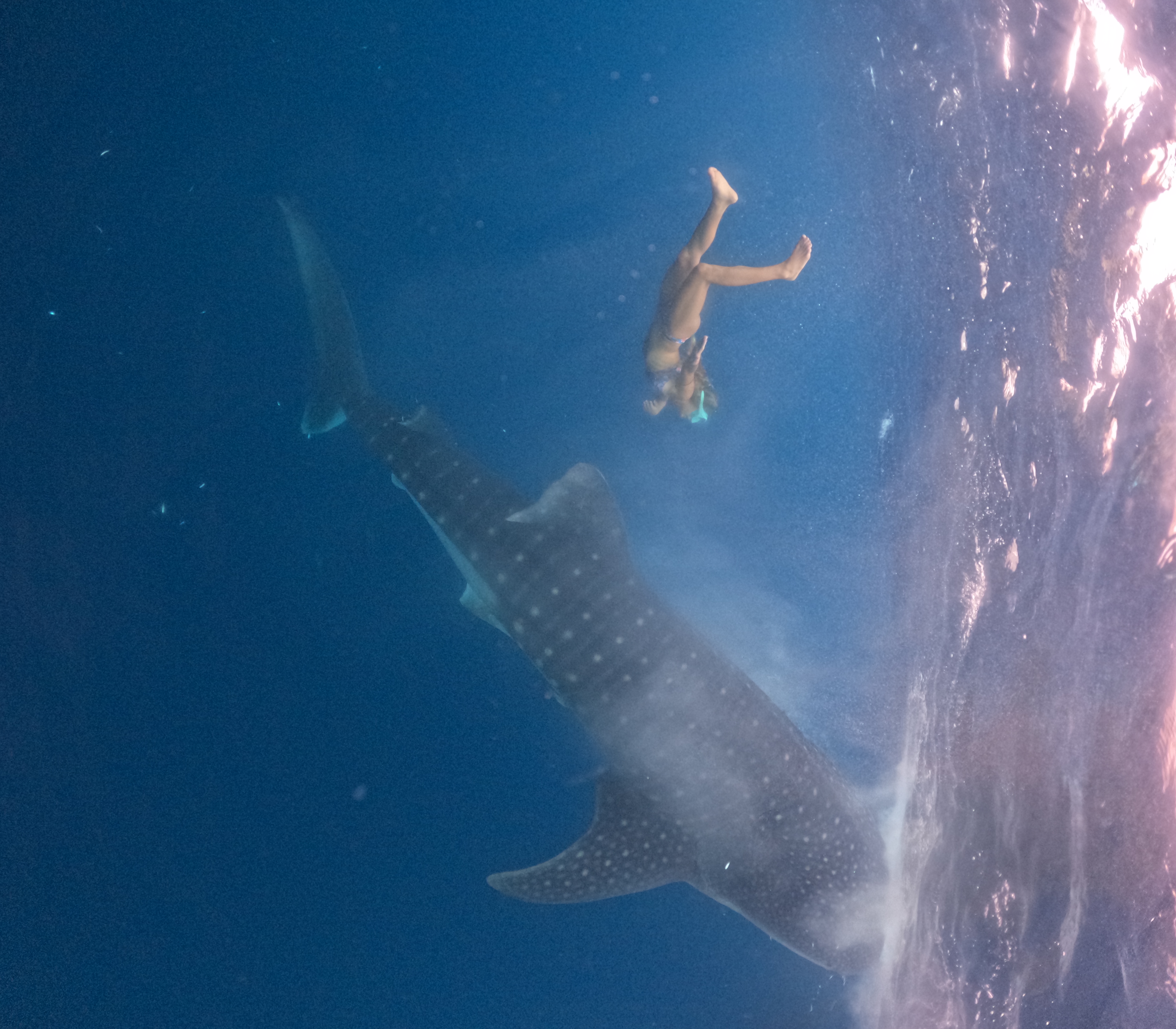 Сноркелинг с китовыми акулами (2/7)