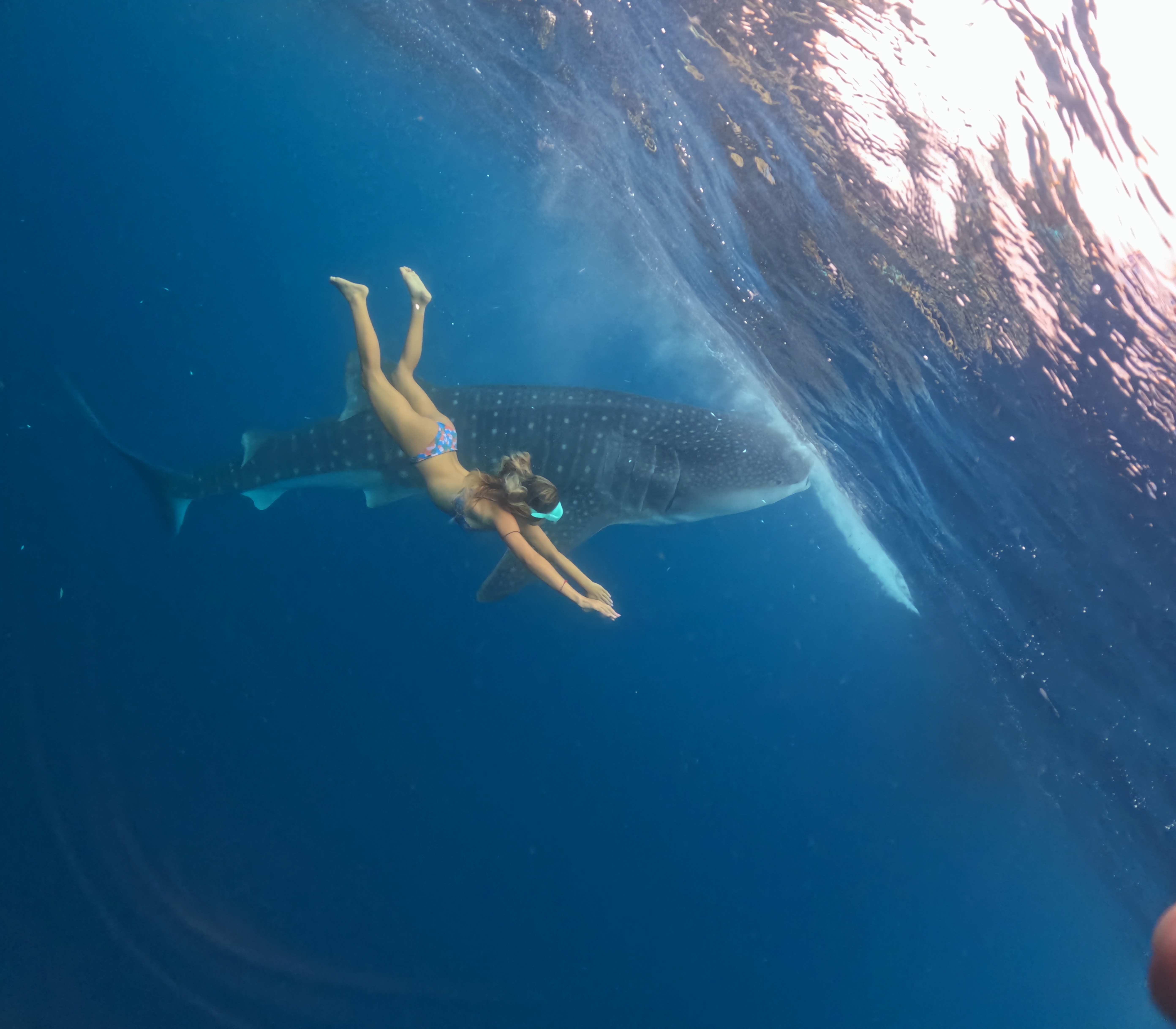 Сноркелинг с китовыми акулами (5/7)