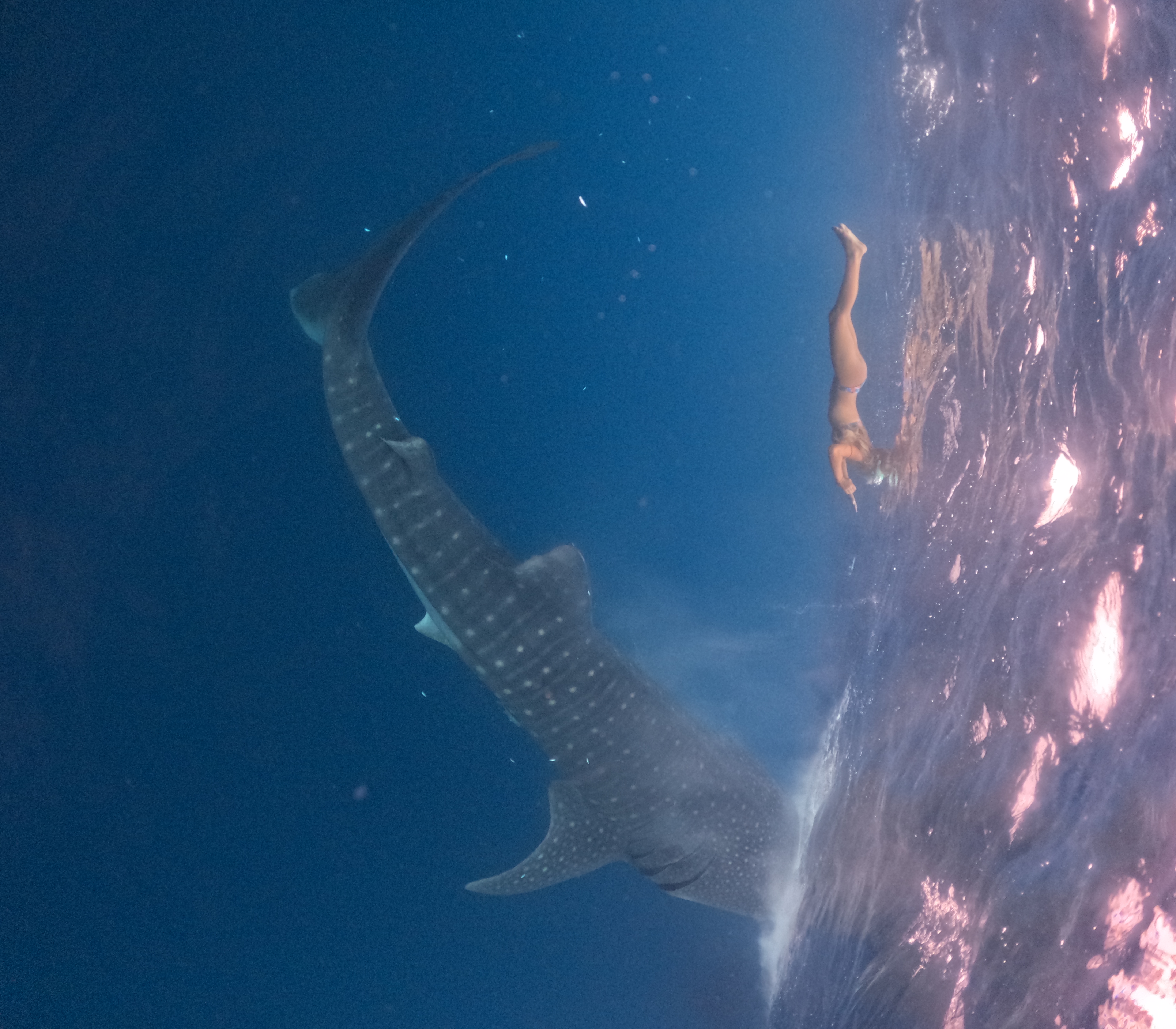 Сноркелинг с китовыми акулами (4/7)