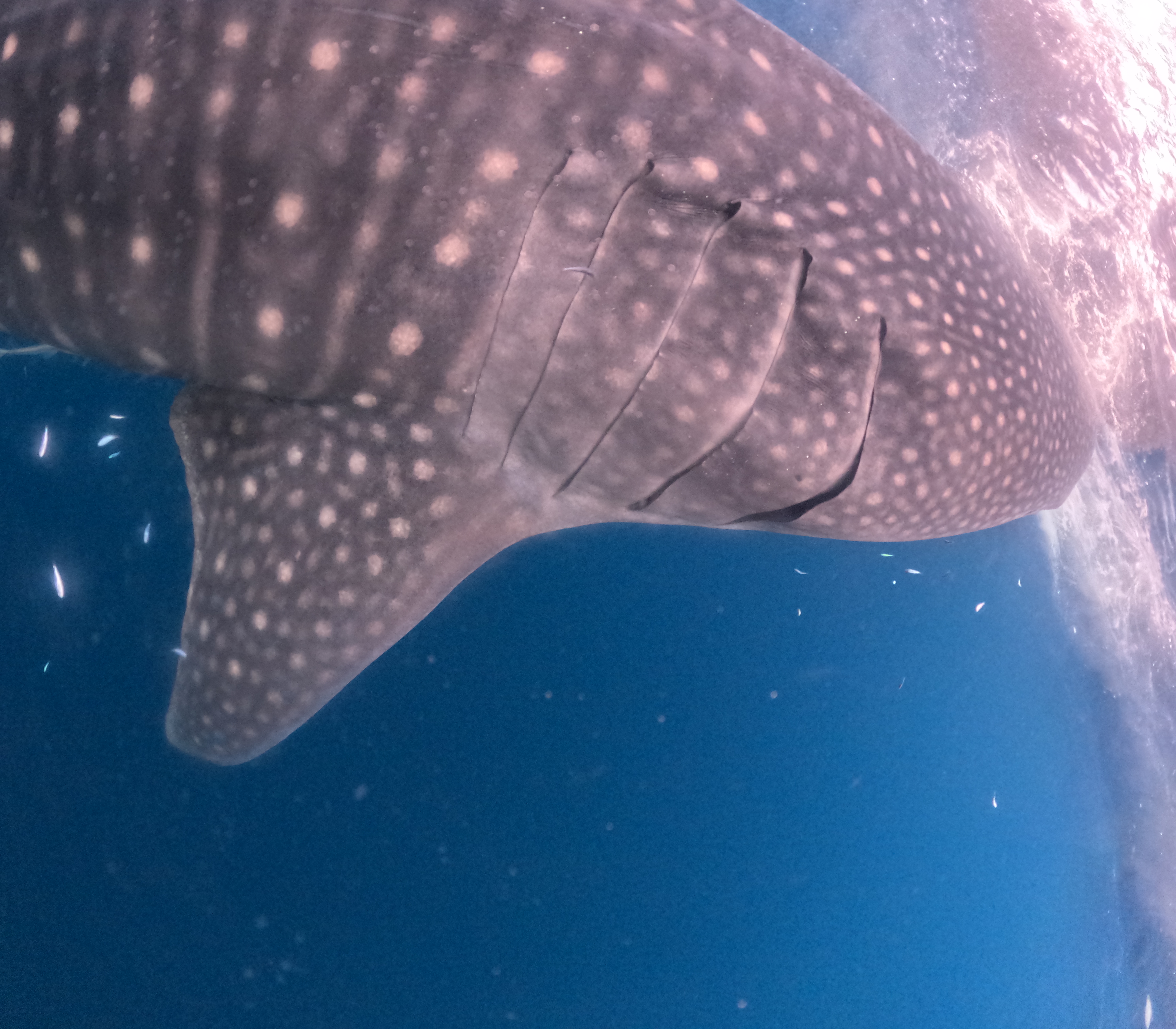 Сноркелинг с китовыми акулами (6/7)