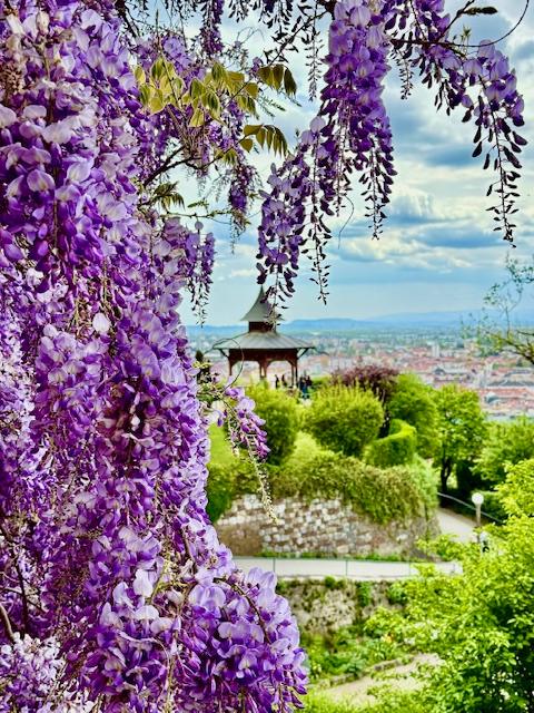 Грац - город контрастов