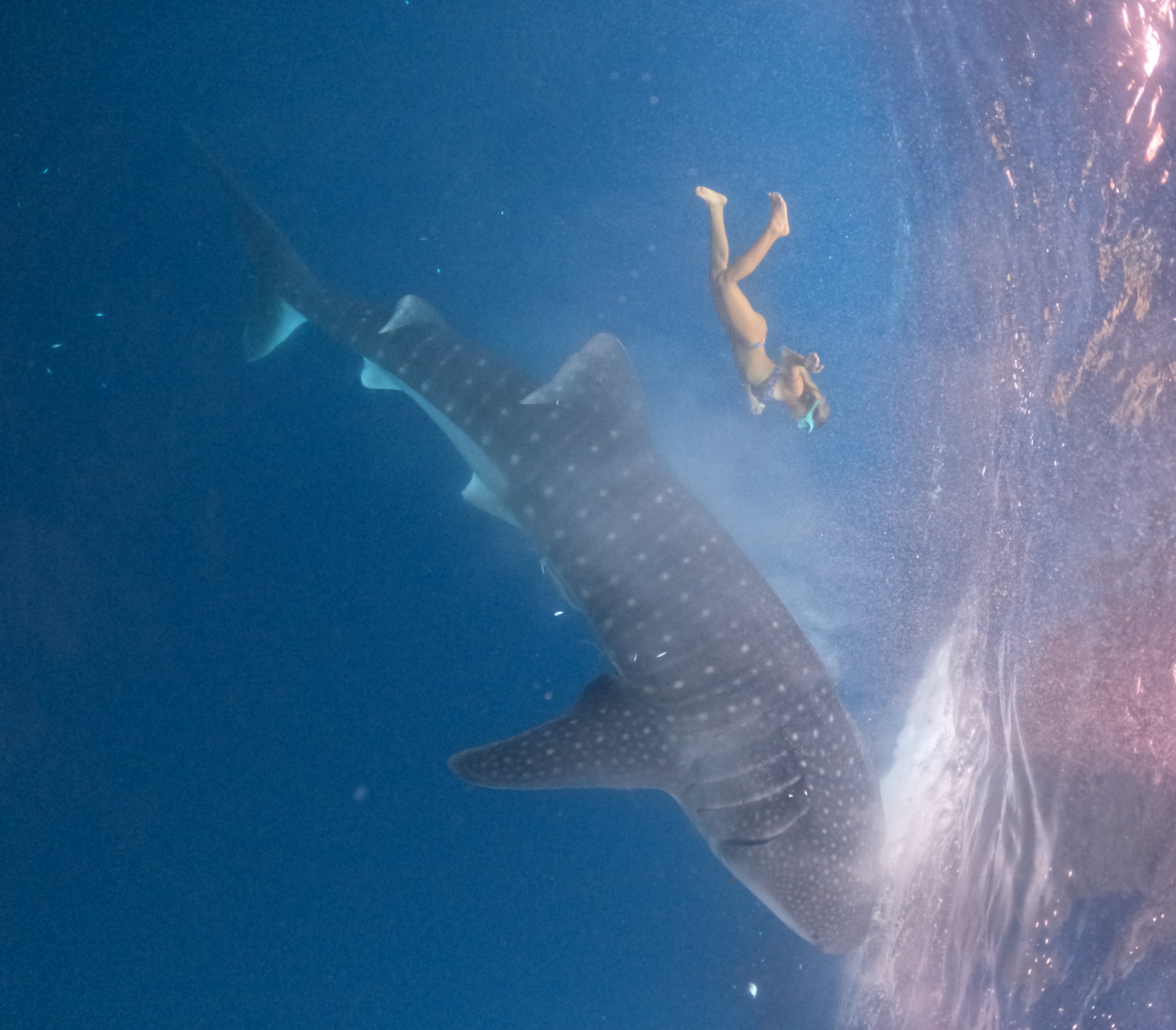 Сноркелинг с китовыми акулами (3/7)