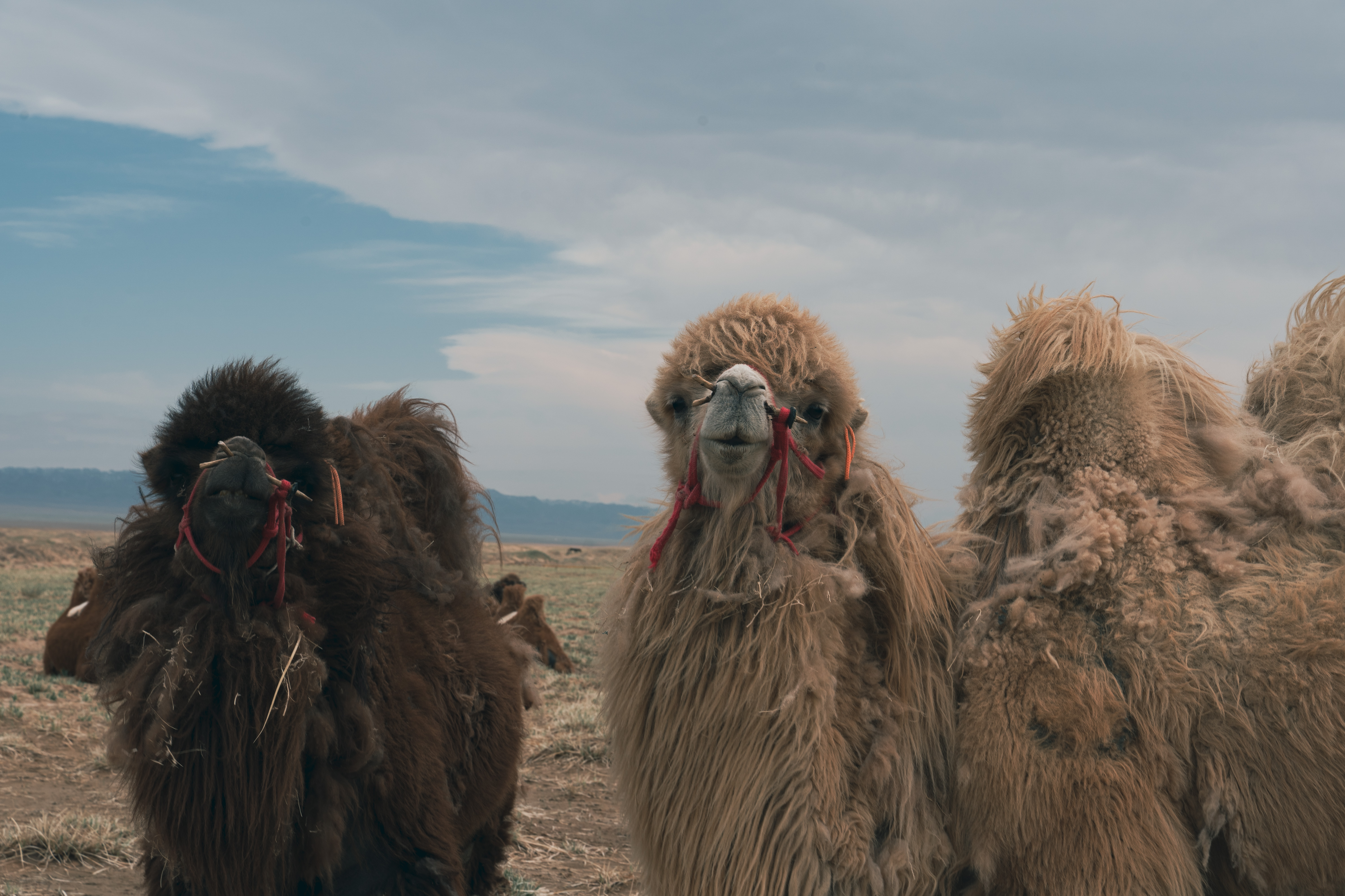 Modern Nomads - к золотым пескам Гоби (8/59)