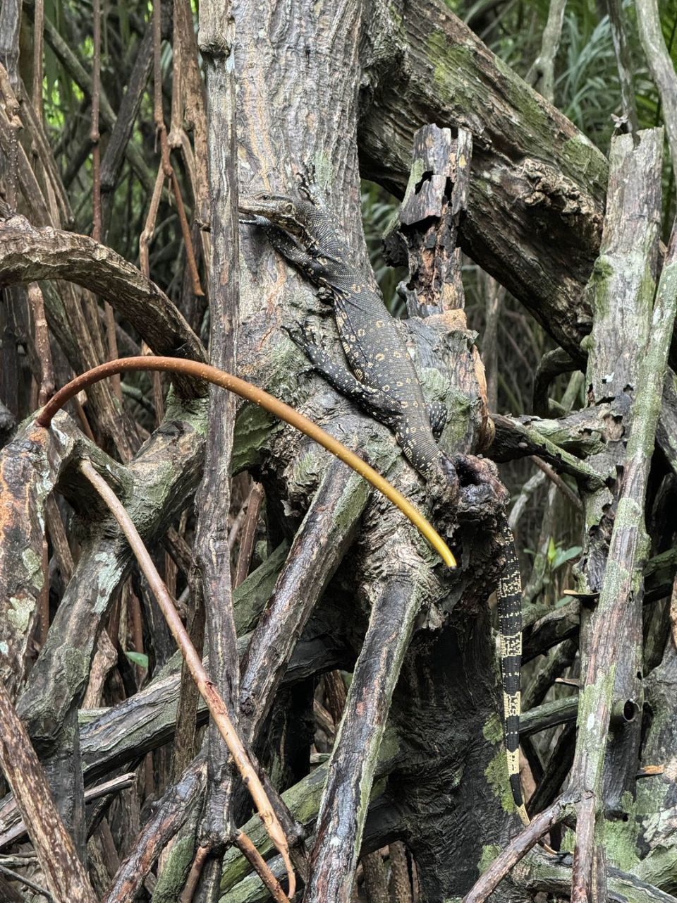 Визитные карточки  Галла и черепахи (4/19)