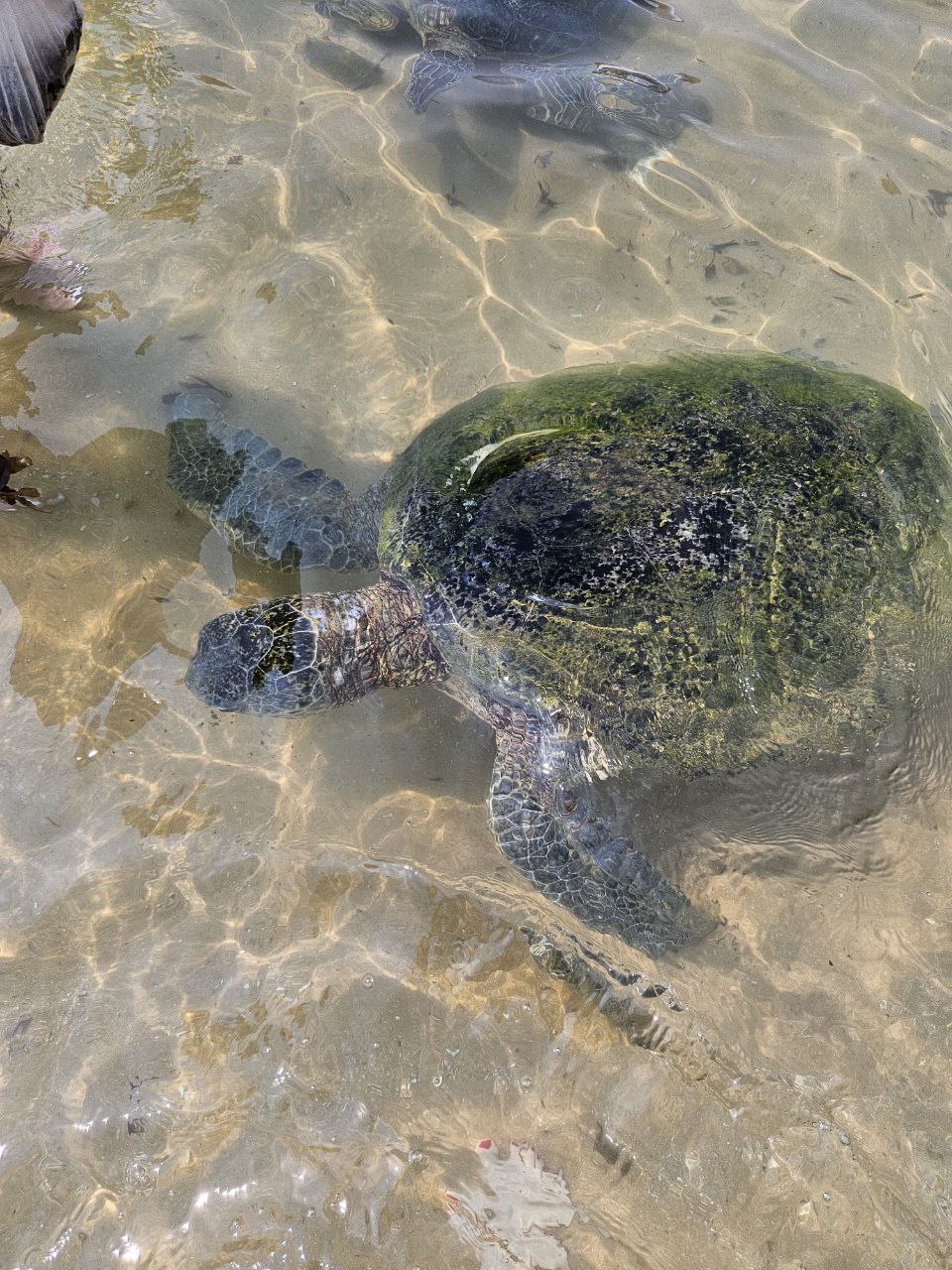 Визитные карточки  Галла и черепахи (11/19)
