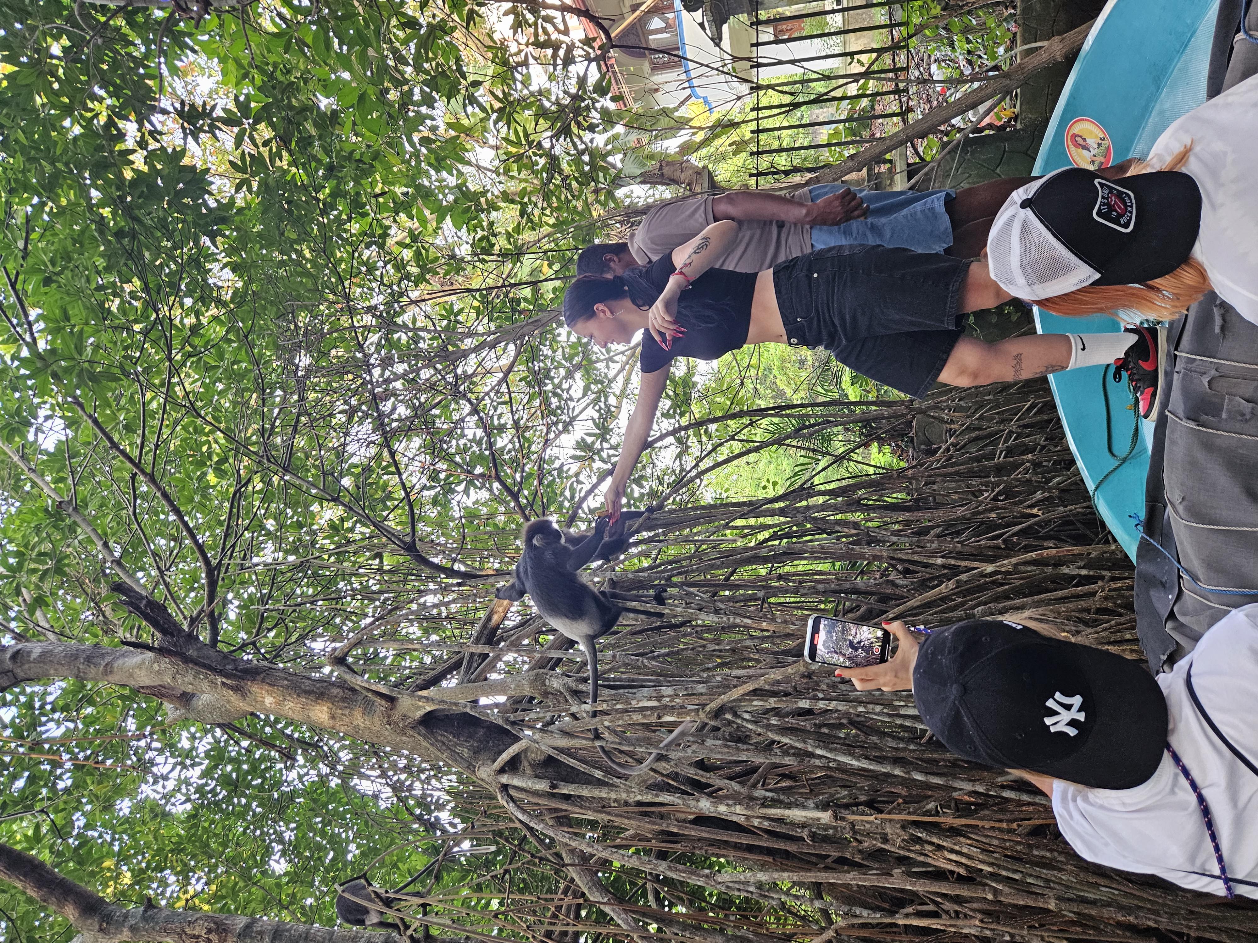 Визитные карточки  Галла и черепахи (10/19)