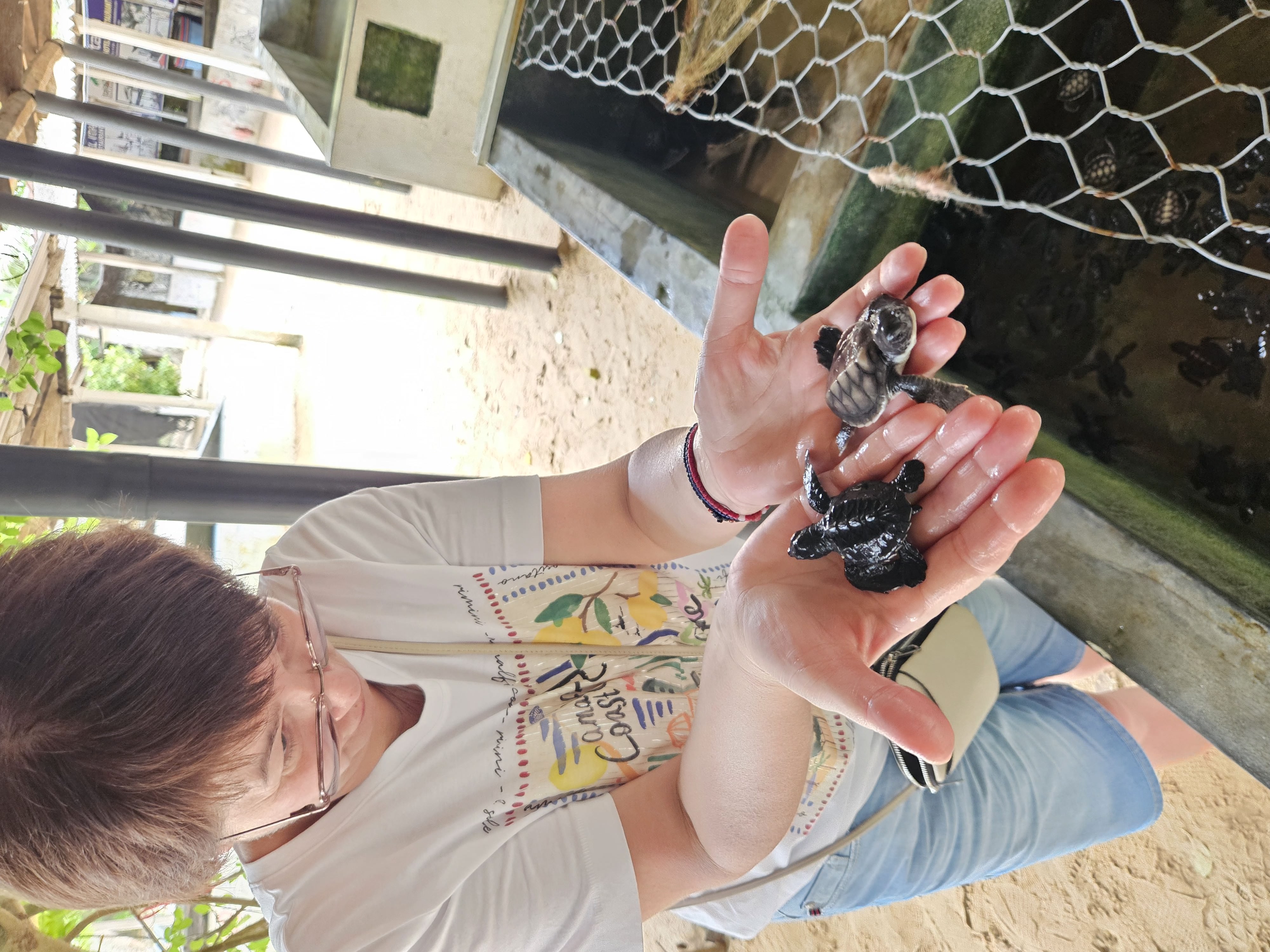 Визитные карточки  Галла и черепахи (6/19)