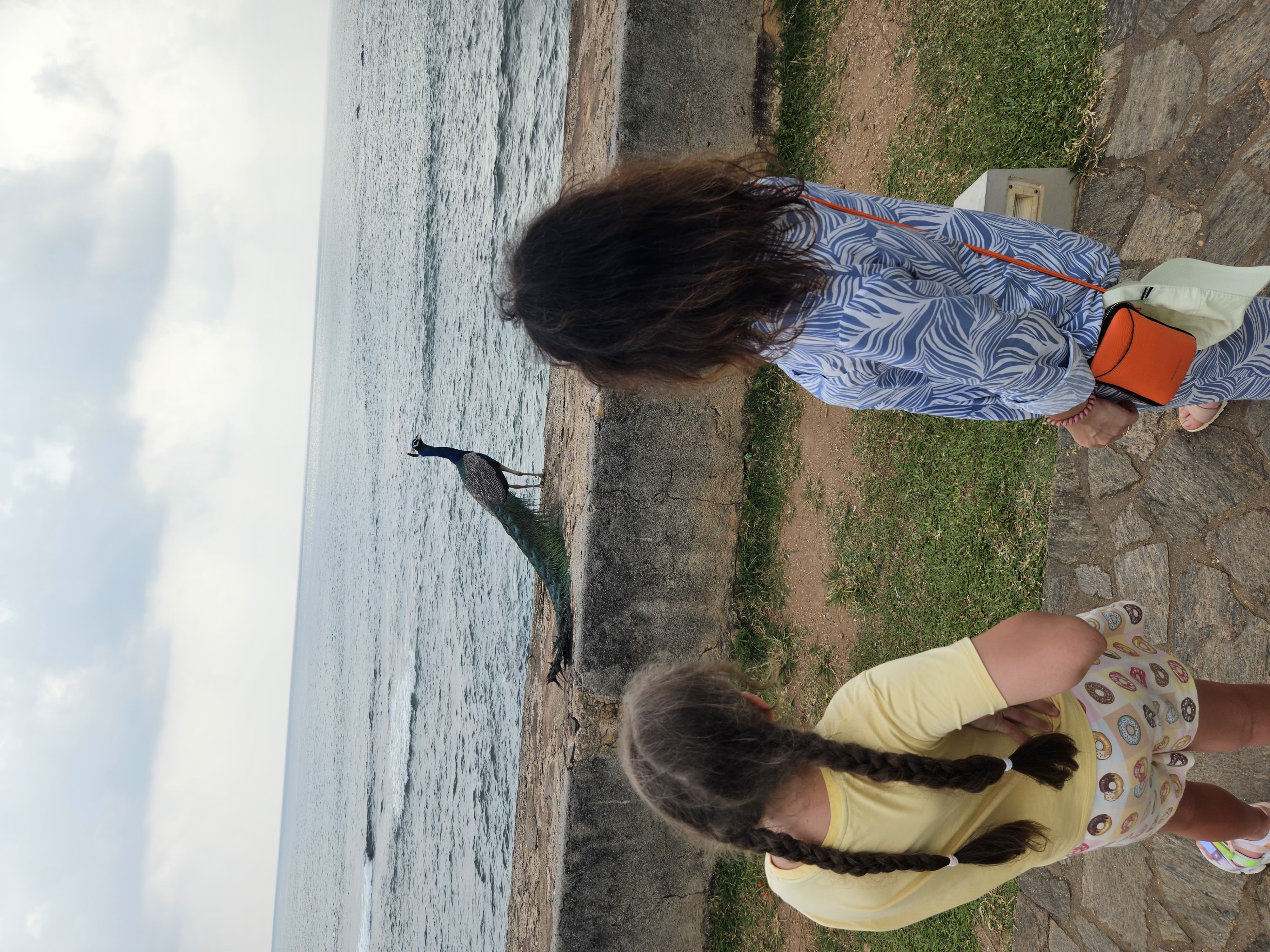 Визитные карточки  Галла и черепахи (9/19)