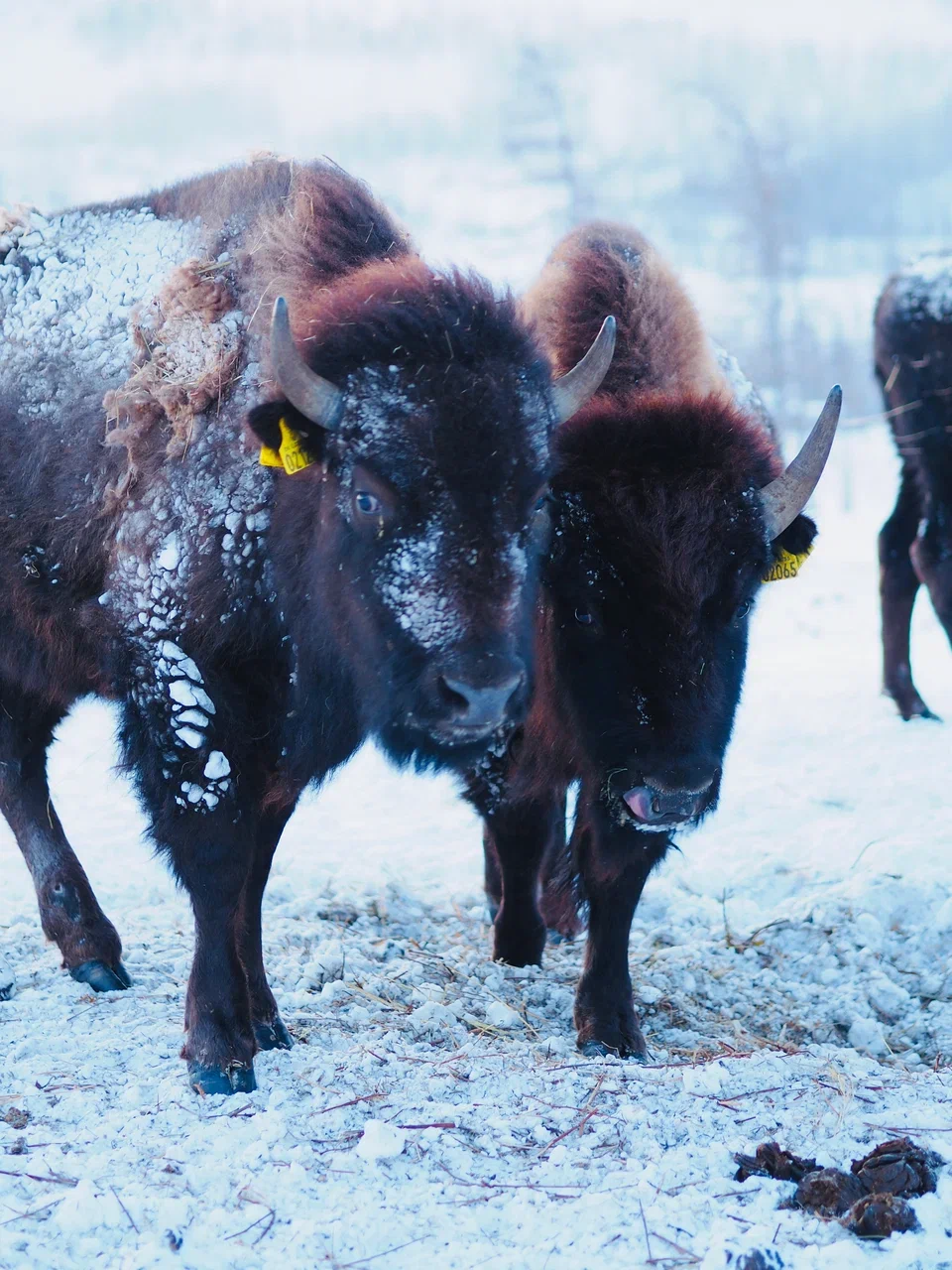 Ямал: ночь в чуме у оленеводов, северное сияние, перемещение на Трэколе, парк Ингилор (8/19)