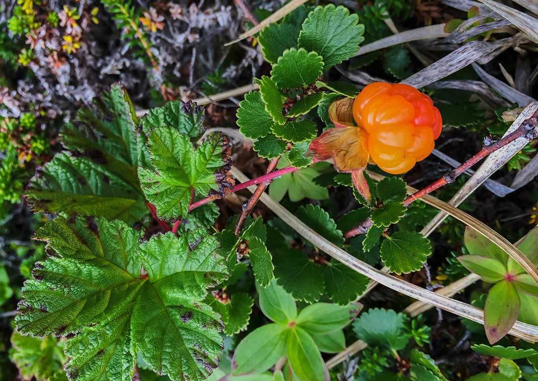 Весь Кольский: путешествие в формате всё и сразу (24/30)