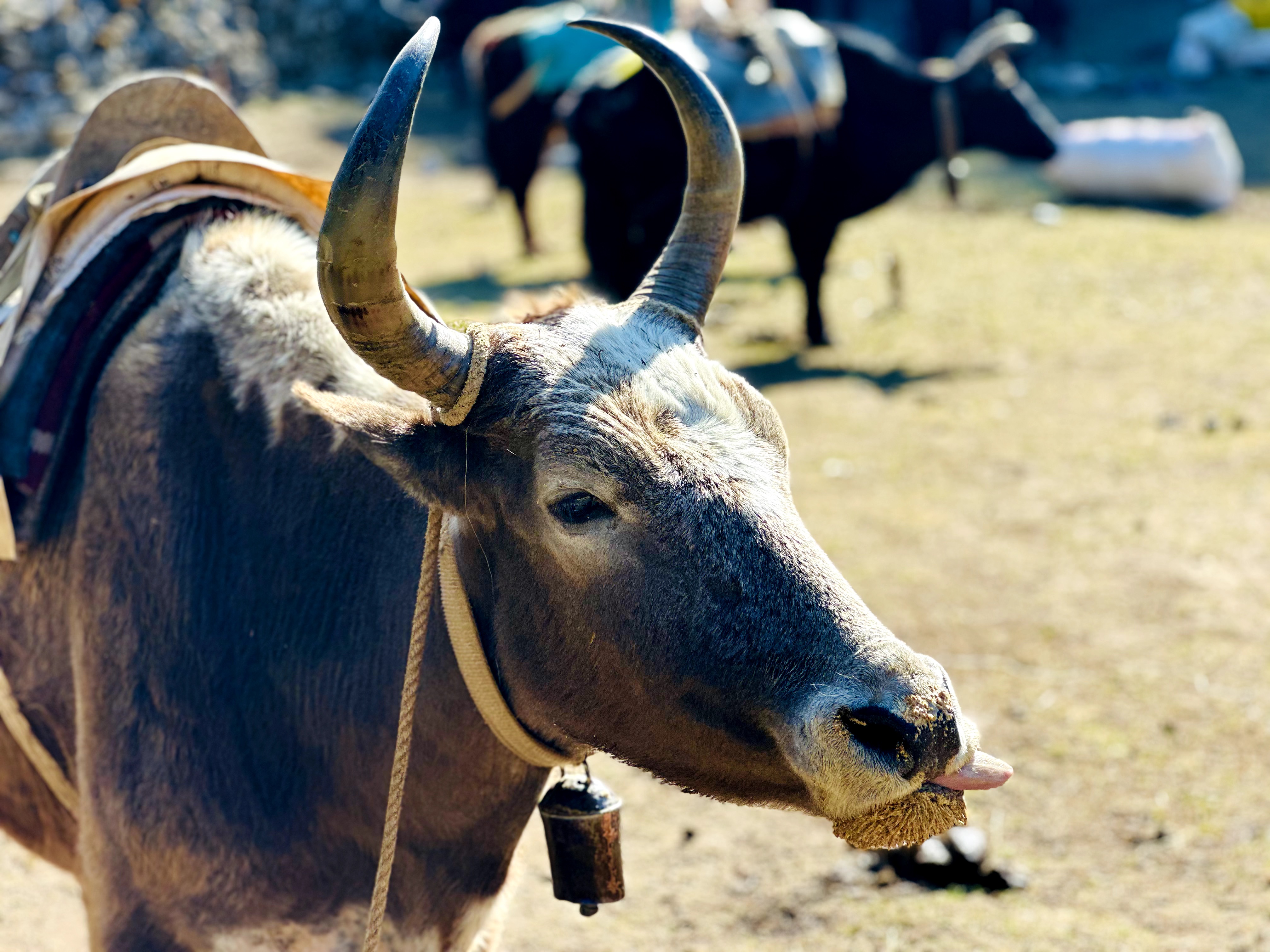 Перелет в Луклу, Переход в Пхакдинг