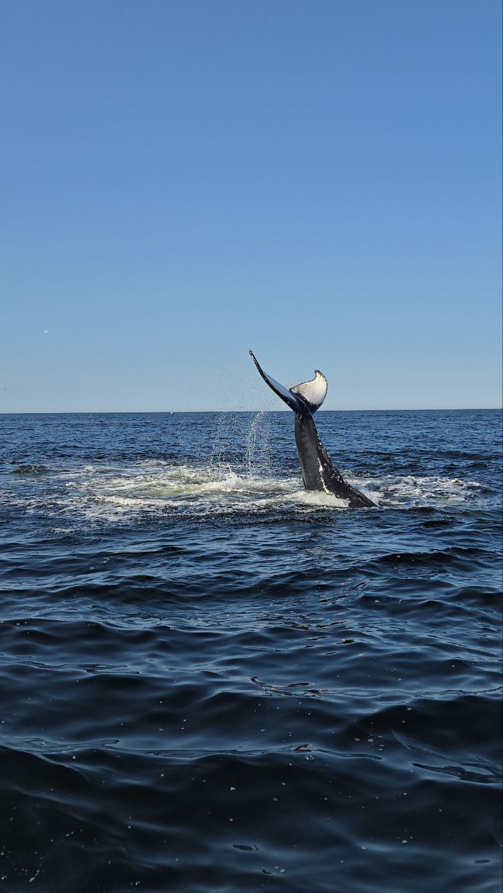Териберка, Киты, Крабы, Баня. Всё Включено (9/38)