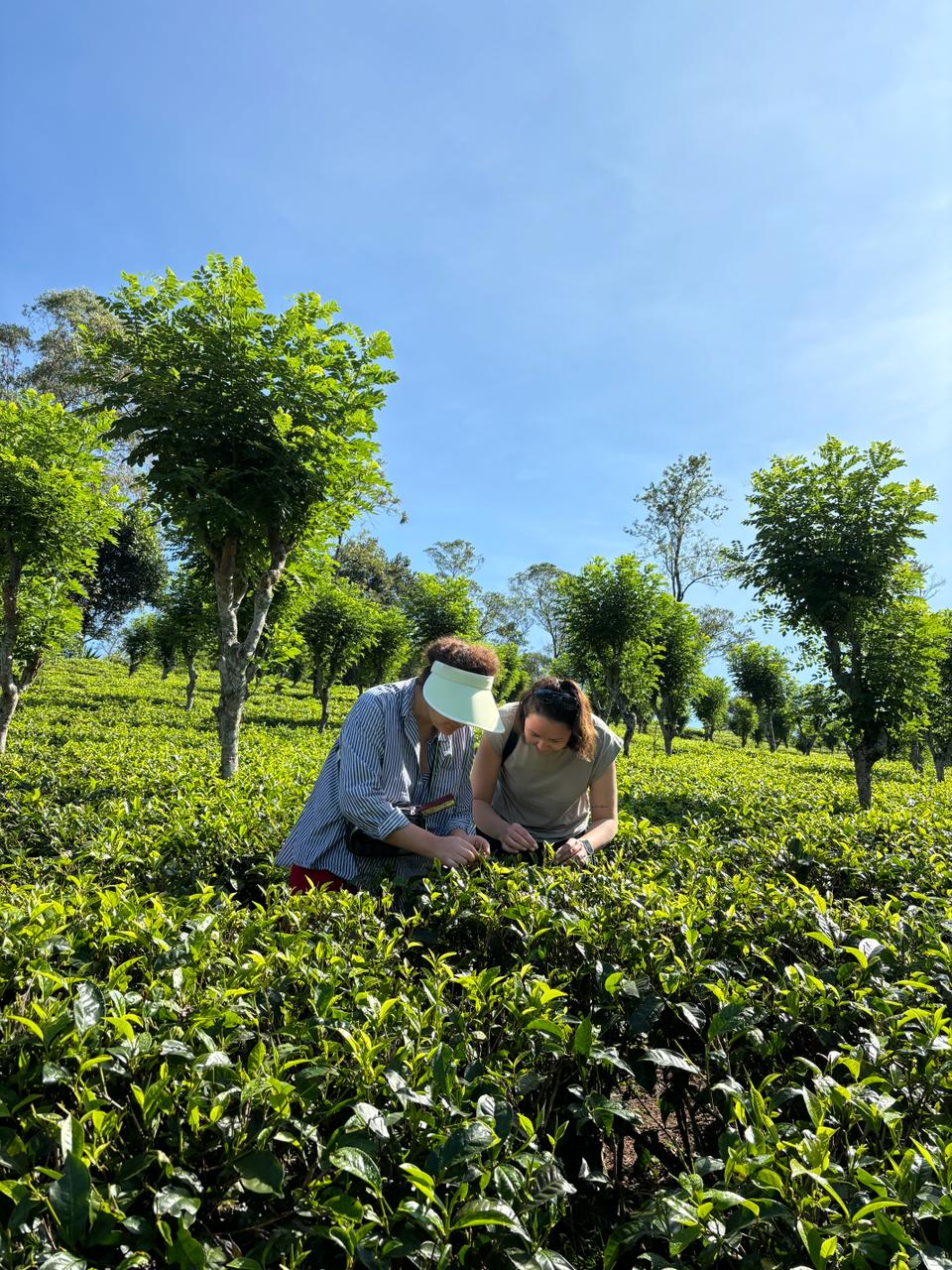 Горная Шри-Ланка двух Дневная Экскурсия (15/21)