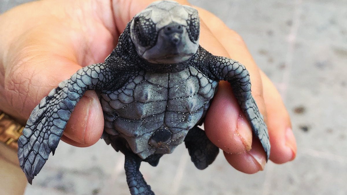 Визитные карточки  Галла и черепахи (13/19)