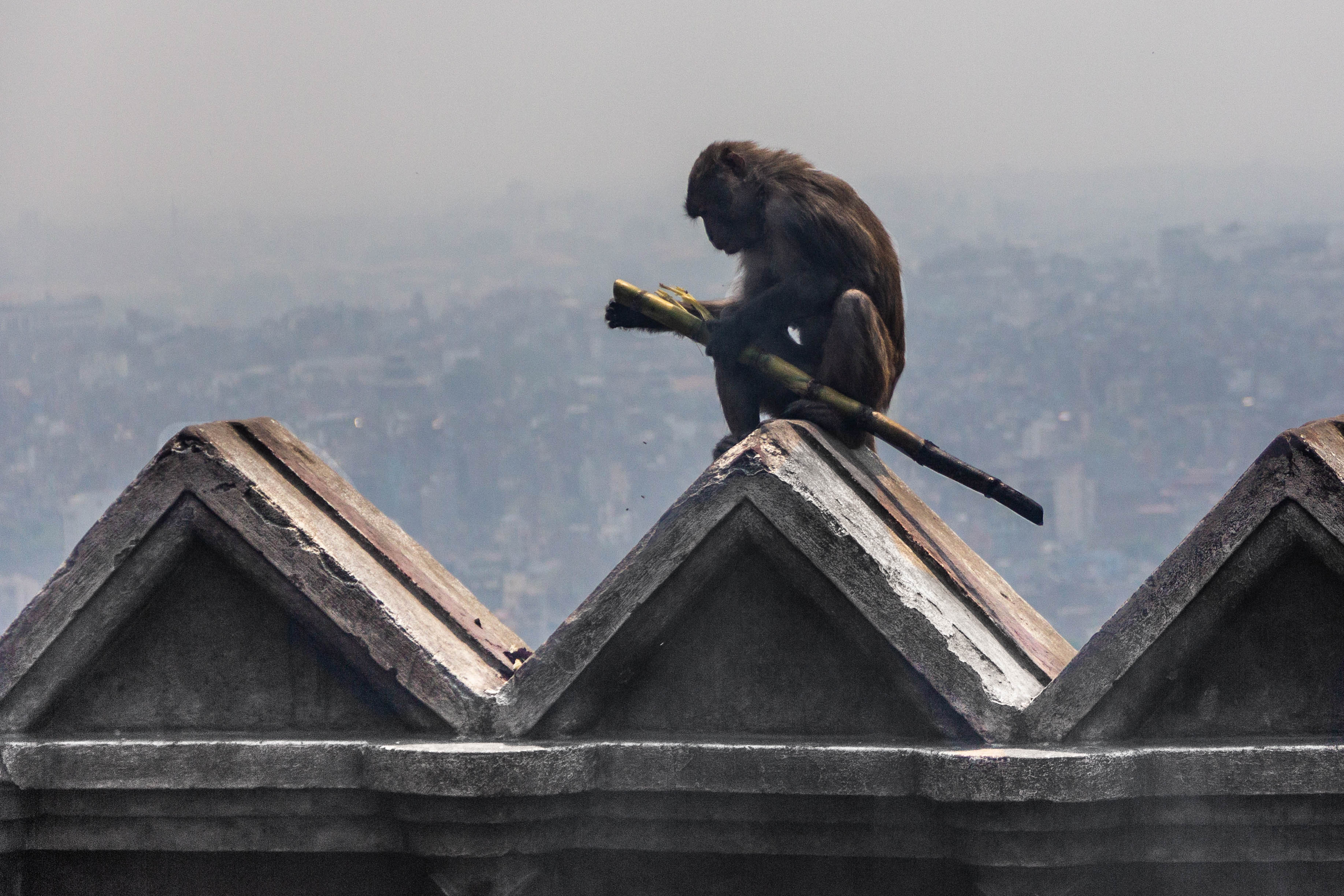 Непал - трек вокруг Аннапурны! (21/44)