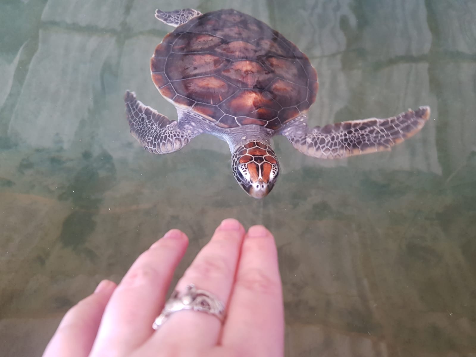 Визитные карточки  Галла и черепахи (19/19)