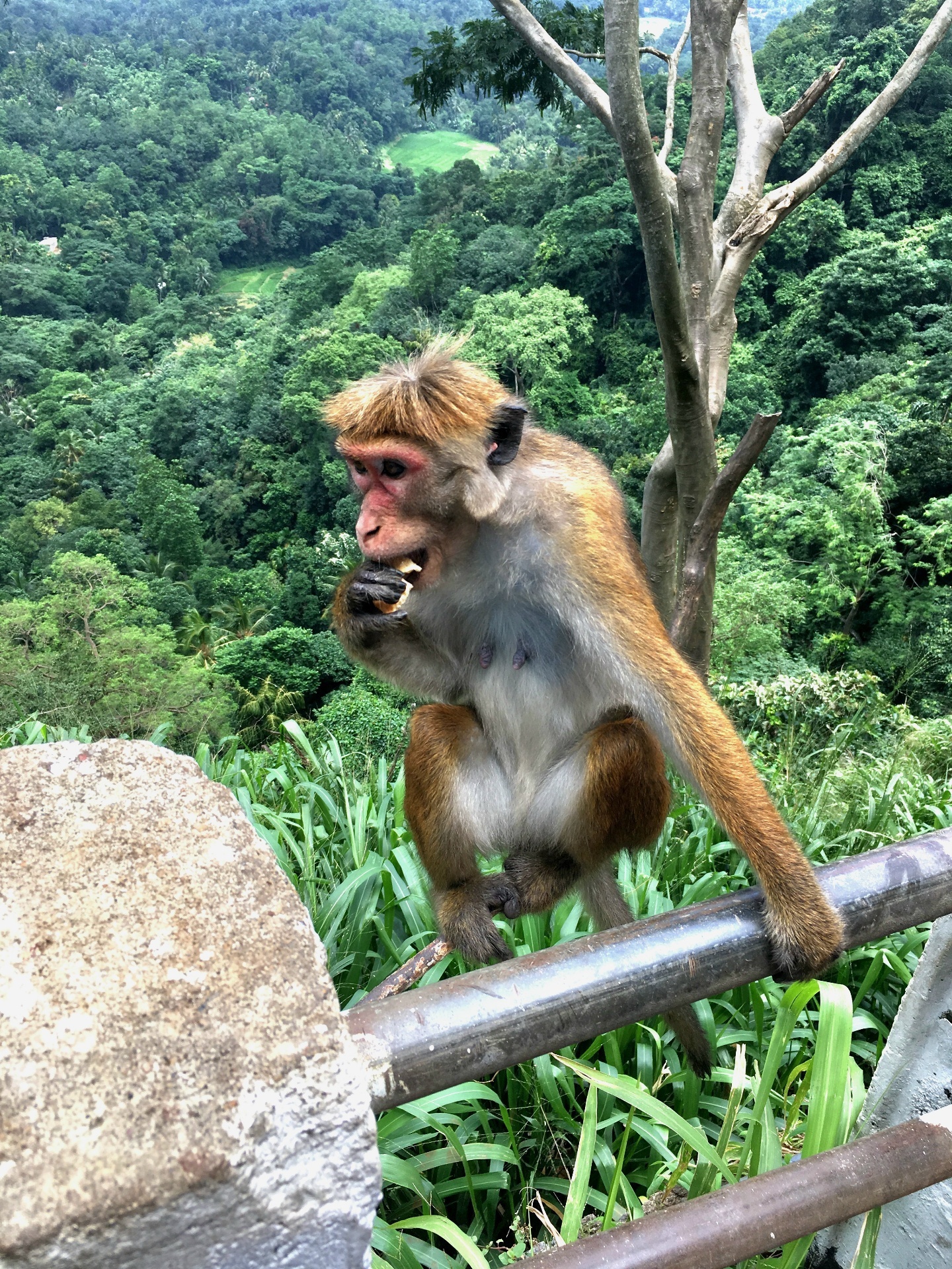 Диялума водопад и горнолыжный Элла (24/24)