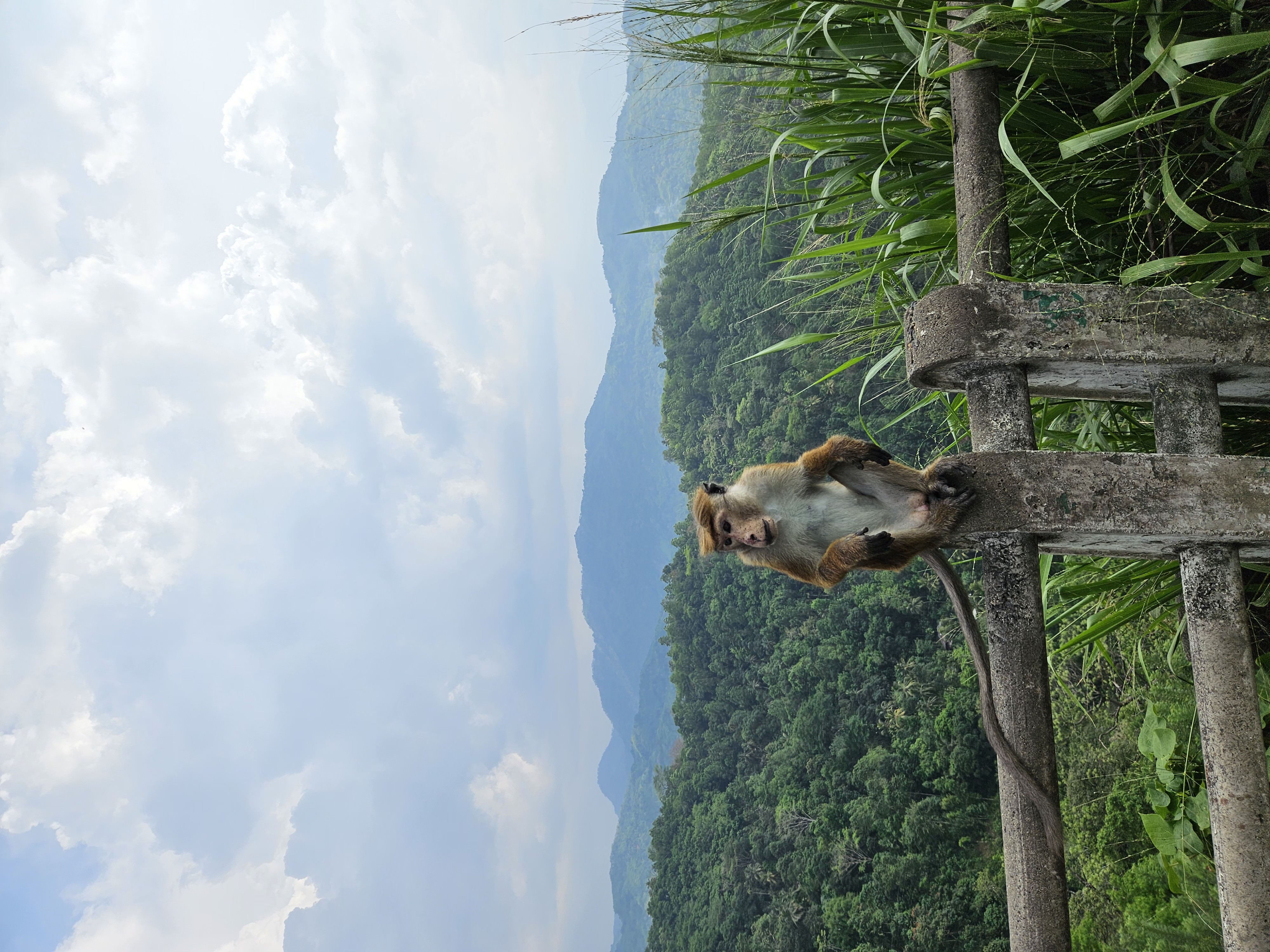 Диялума водопад и горнолыжный Элла (19/24)