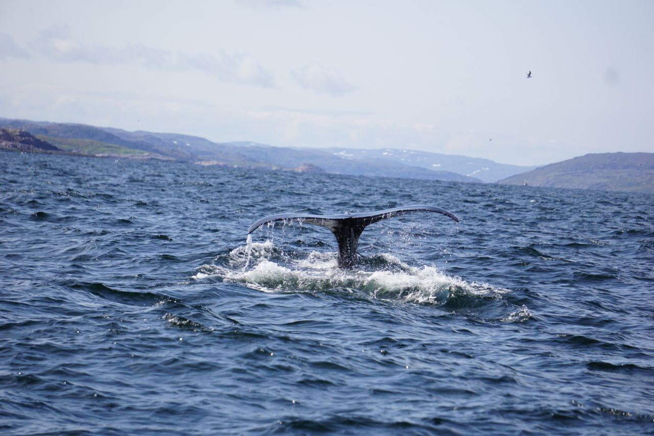 Киты, Хибины и Саамы на Кольском (4/22)
