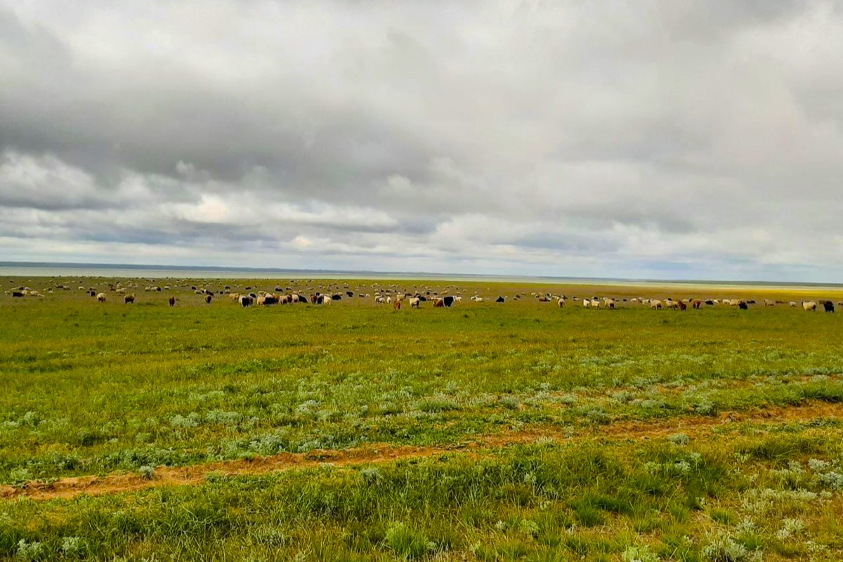 Весенняя Калмыкия: цветущая степь и северный буддизм (20/30)