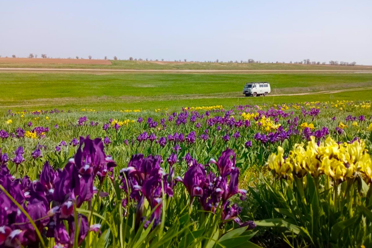 Весенняя Калмыкия: цветущая степь и северный буддизм (12/30)