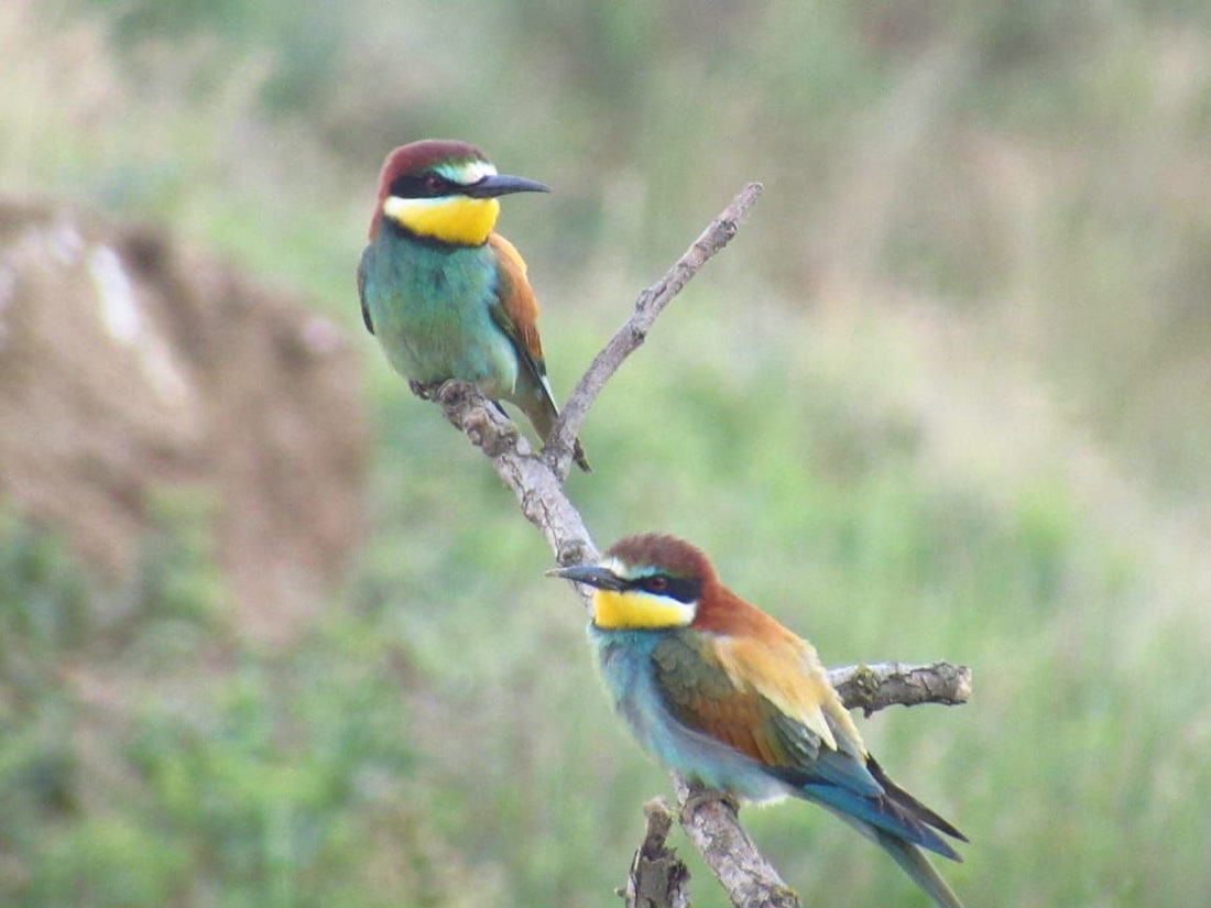 Весенняя Калмыкия: цветущая степь и северный буддизм (7/30)
