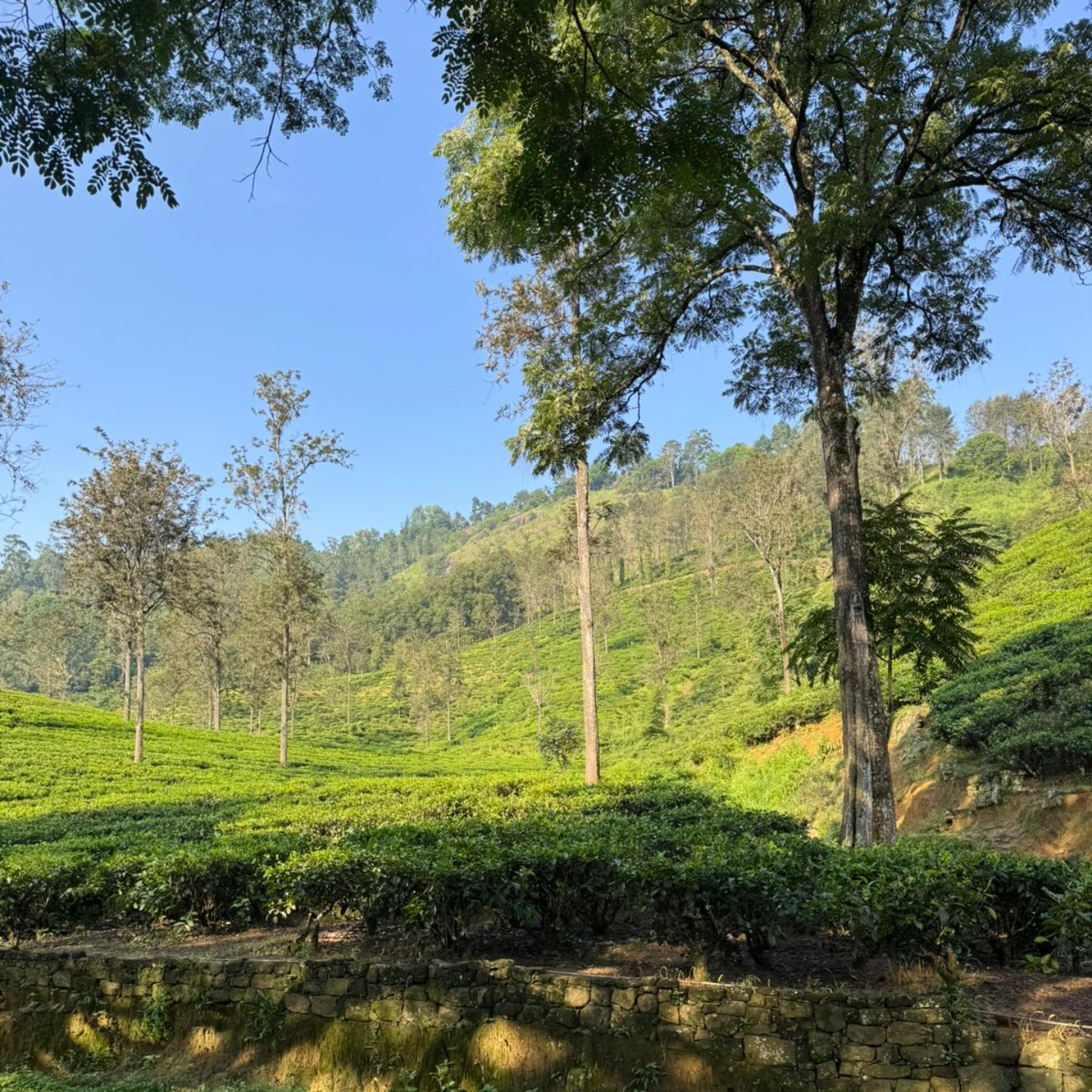 Диялума водопад и горнолыжный Элла (18/24)