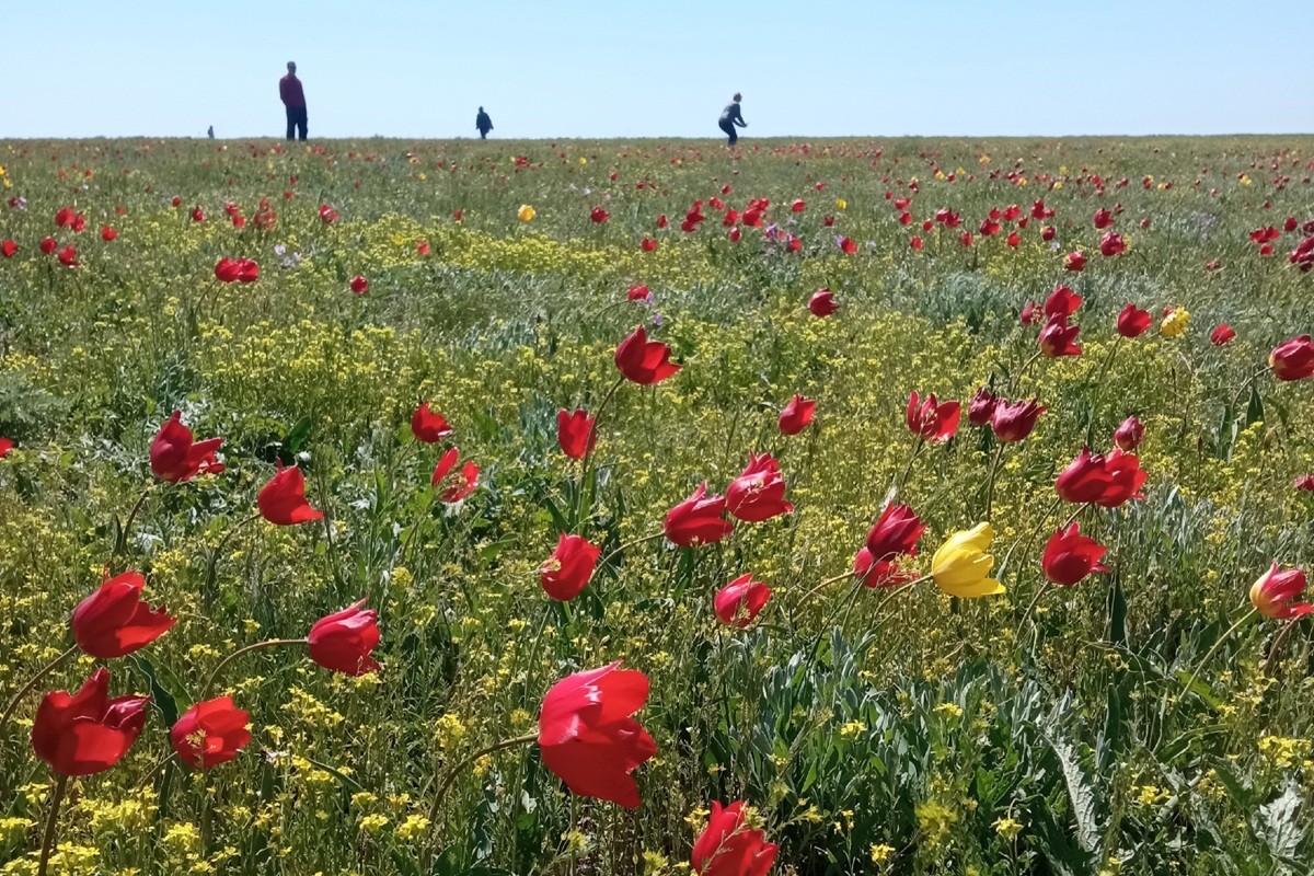 Весенняя Калмыкия: цветущая степь и северный буддизм (15/30)